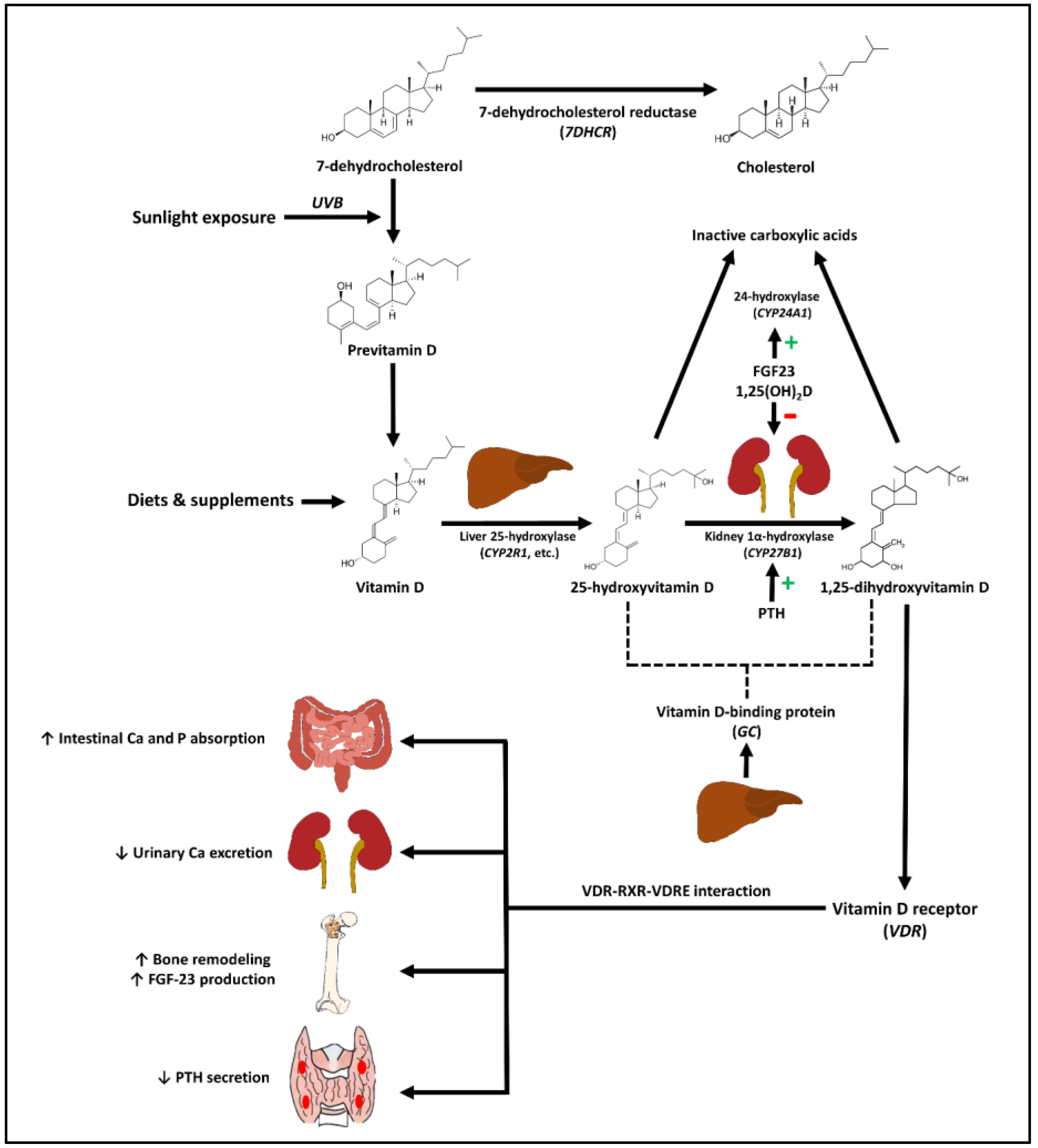 Biomedicines Free Full Text Genetic Variations Of The Vitamin D biomedicines-free-full-text-genetic-variations-of-the-vitamin-d