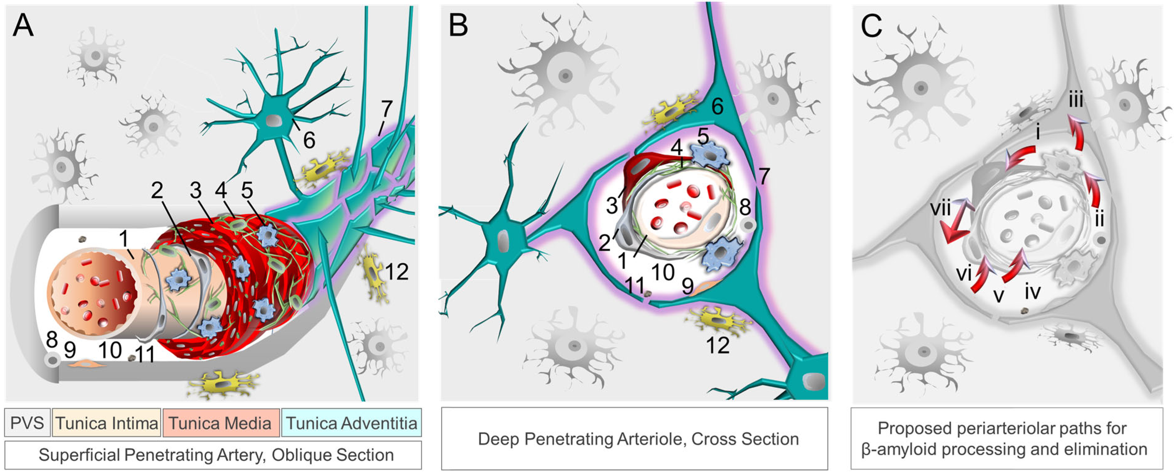 Biomedicines 11 00408 g001 Biomedicines 11 00408 g001