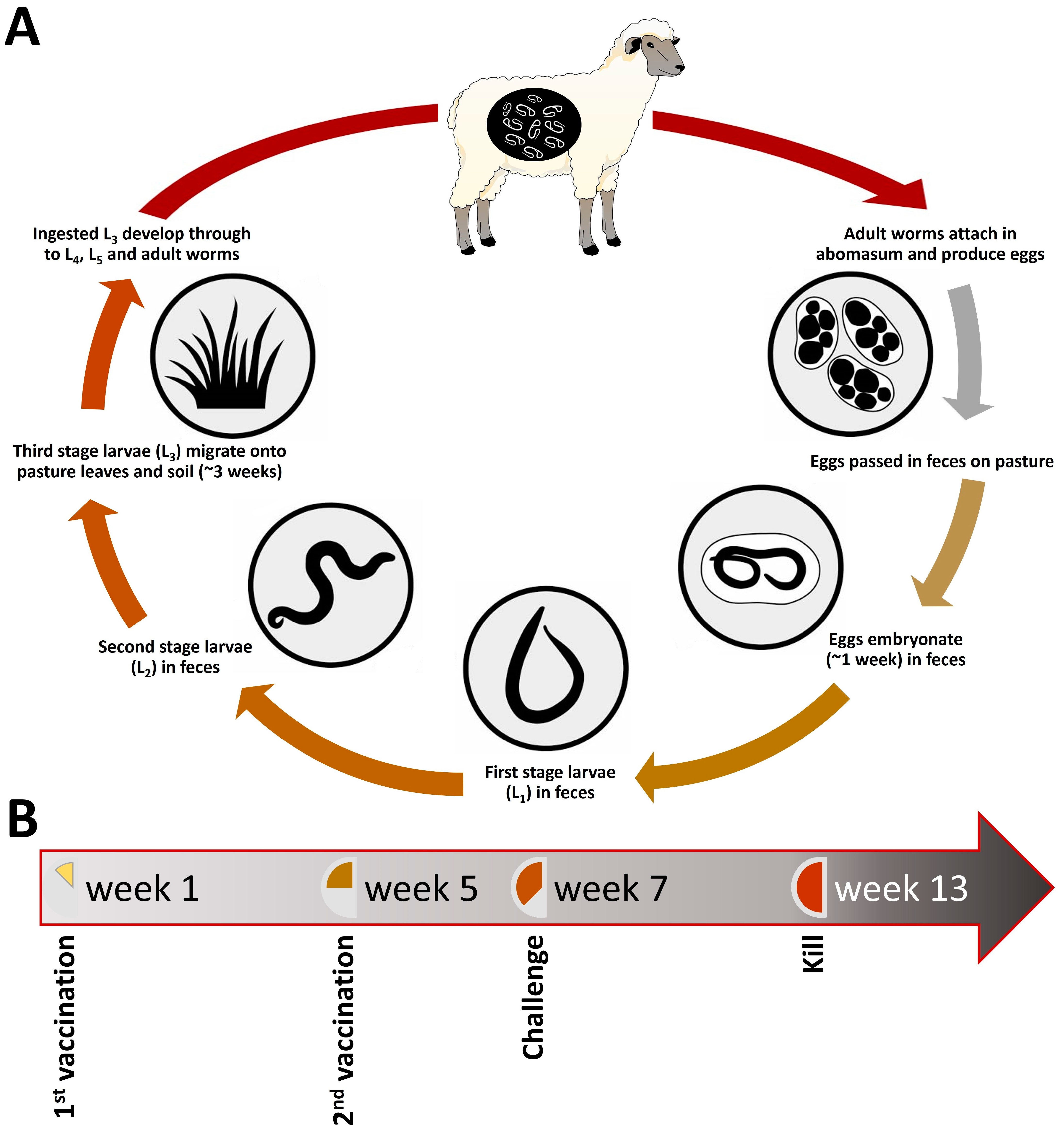 Biomedicines 11 00411 g001 Biomedicines 11 00411 g001
