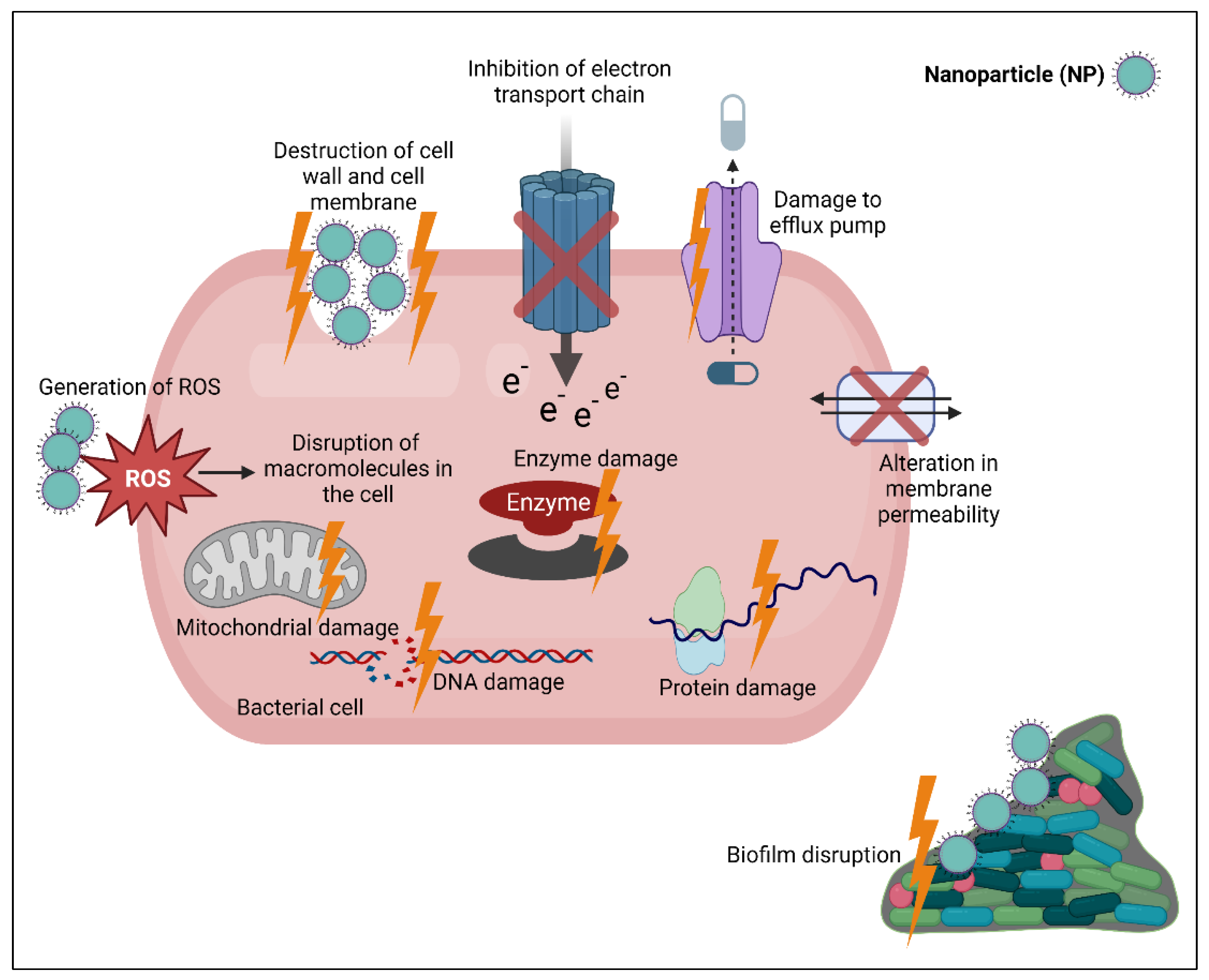 Biomedicines 11 00413 g004