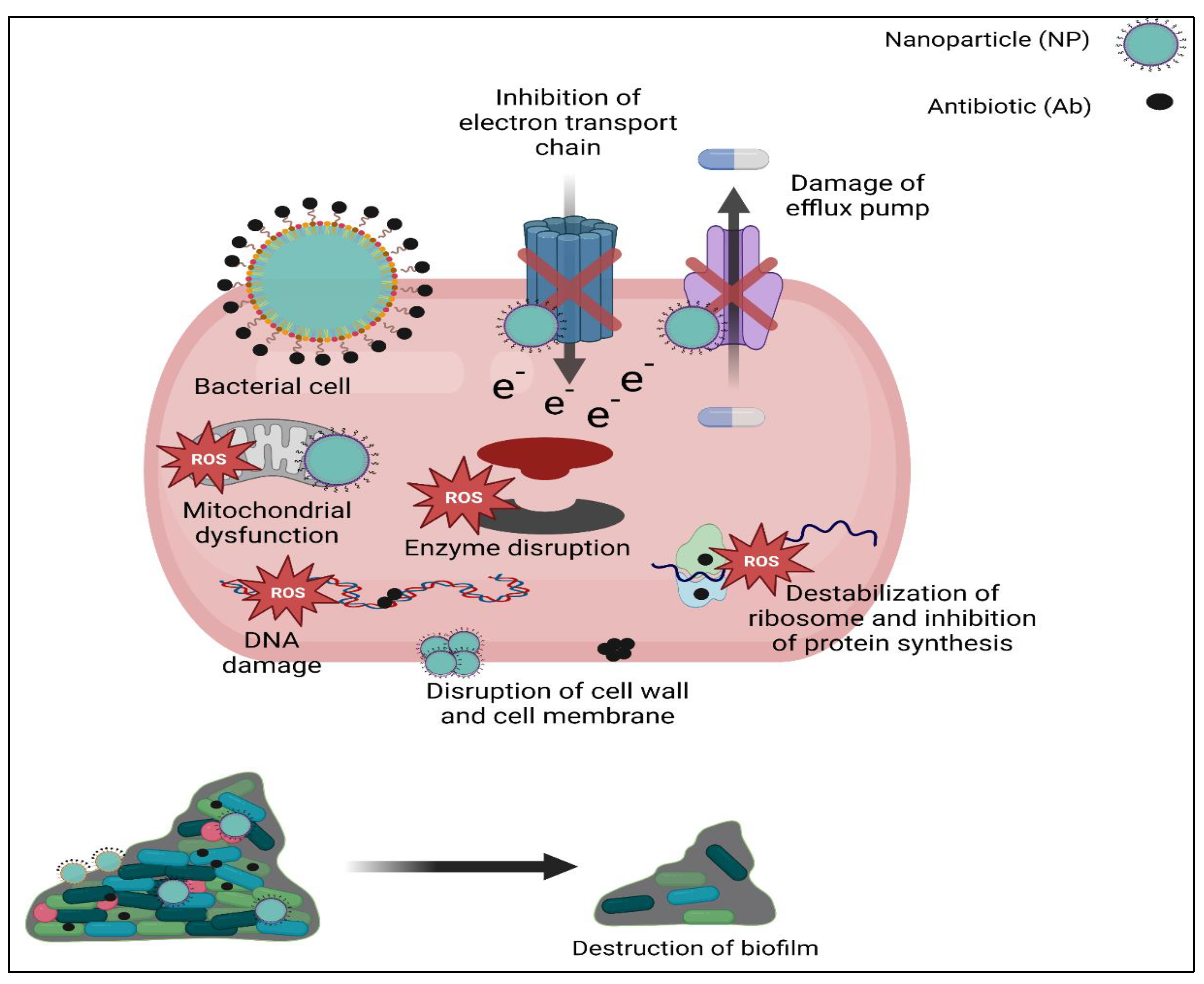 Biomedicines 11 00413 g005