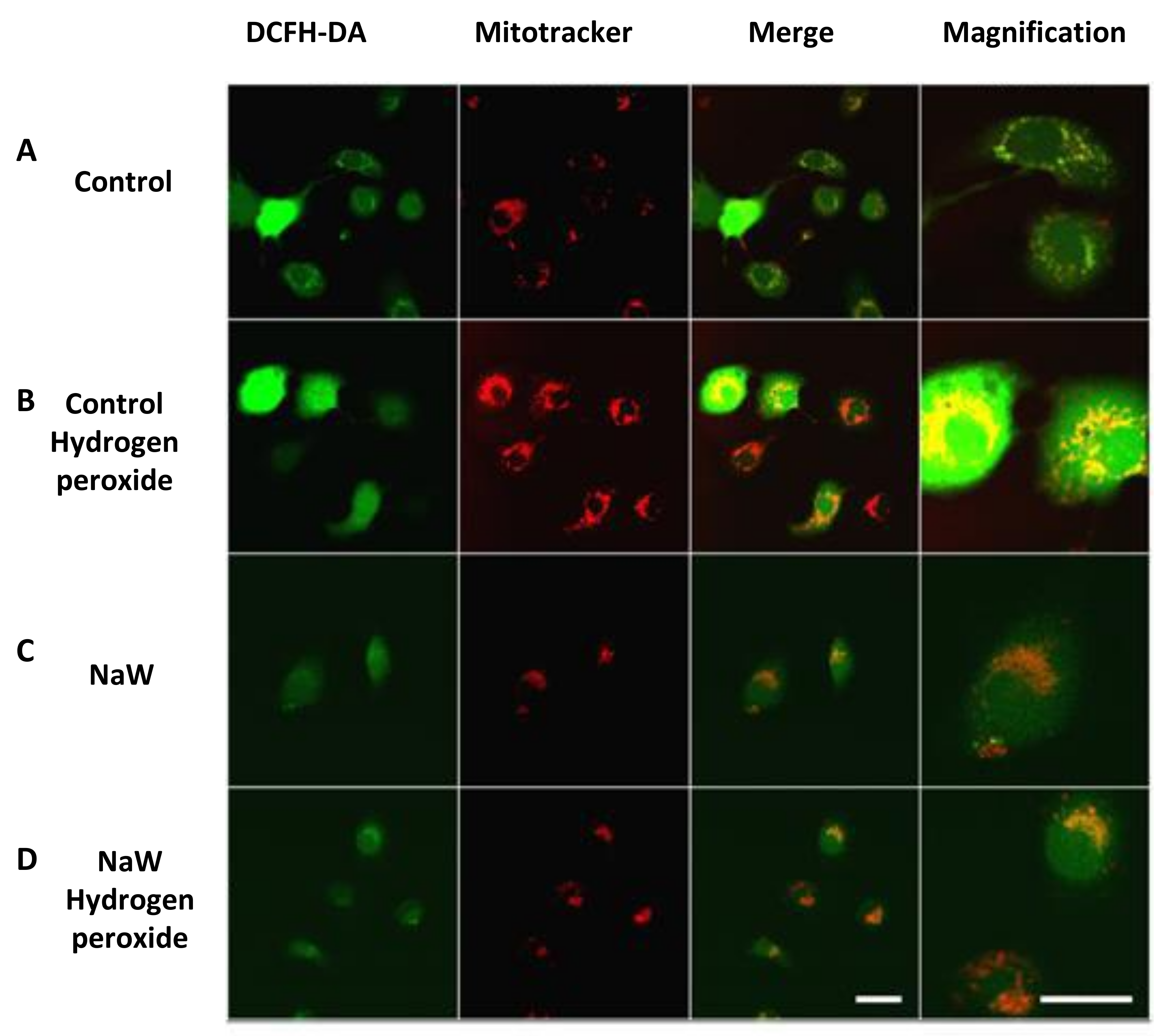Biomedicines 11 00417 g004