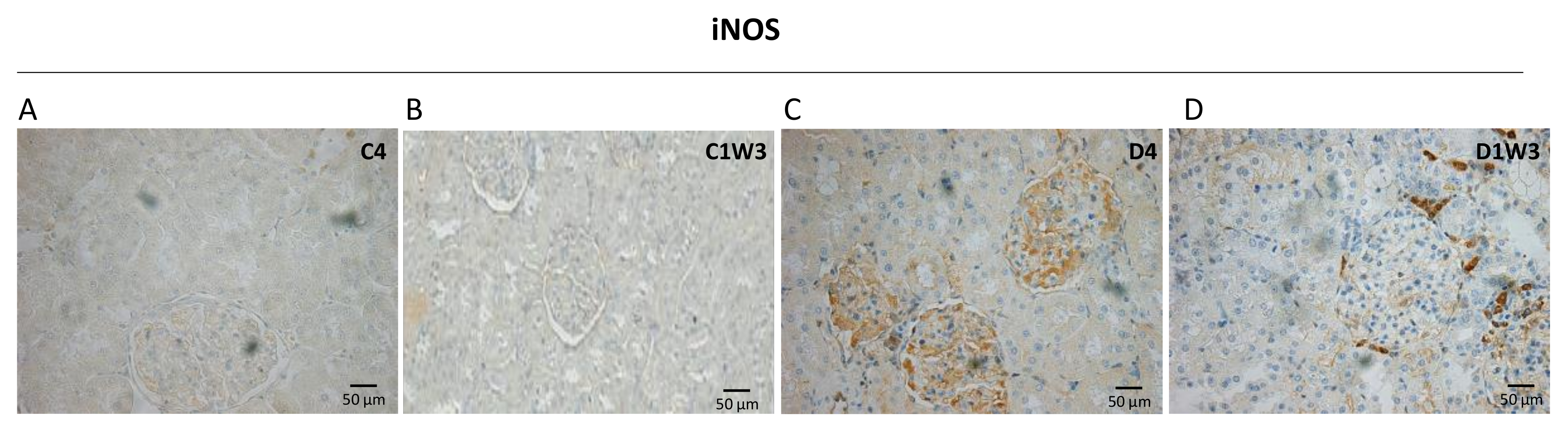Biomedicines 11 00417 g005