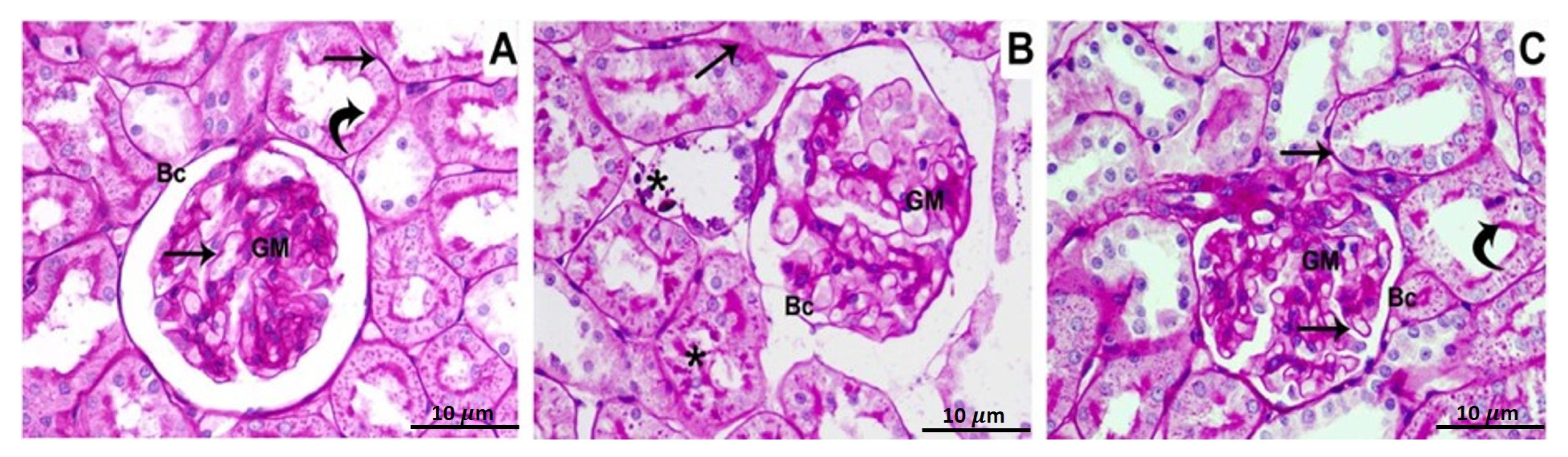 Biomedicines 11 00421 g001 Biomedicines 11 00421 g001