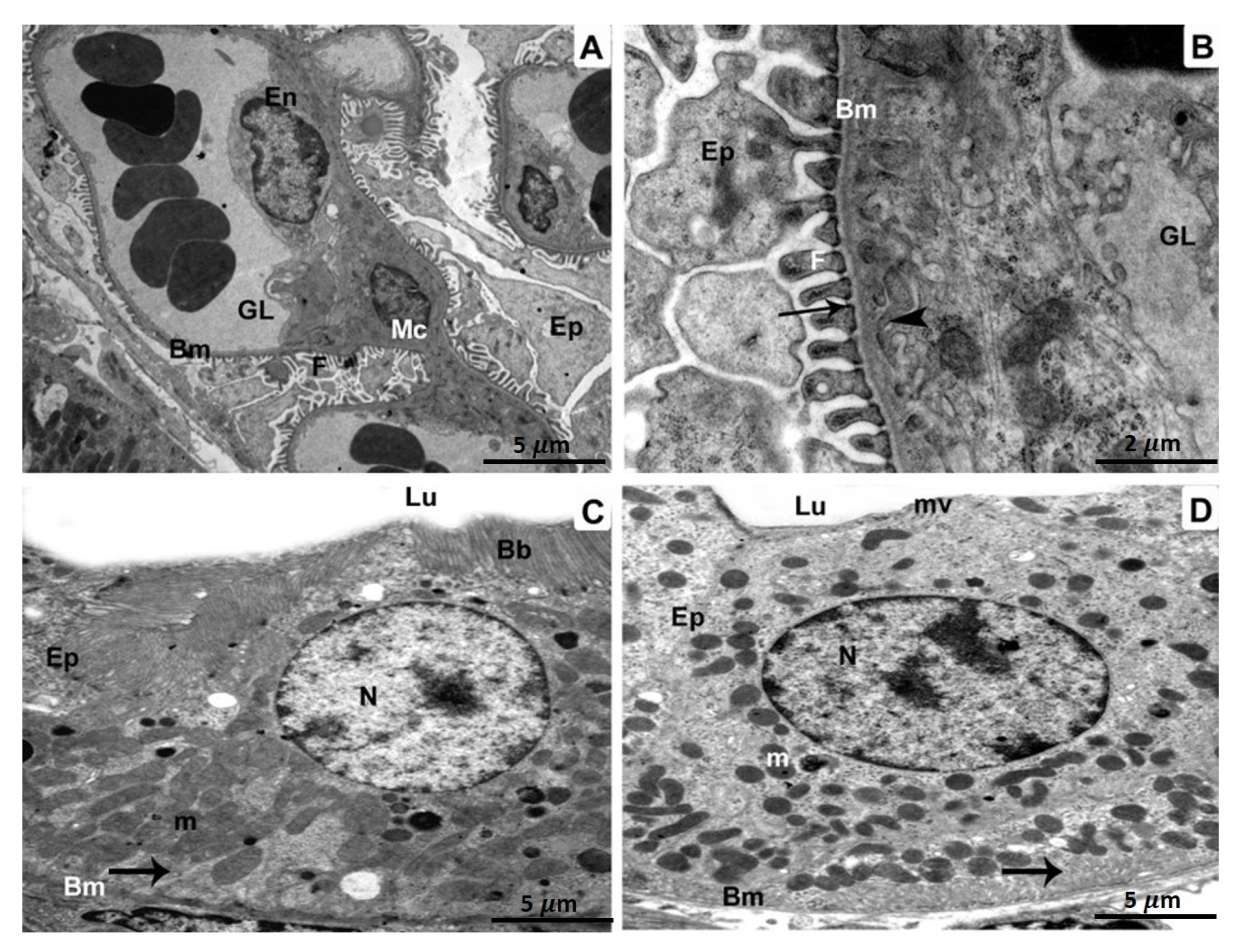 Biomedicines 11 00421 g004 Biomedicines 11 00421 g004