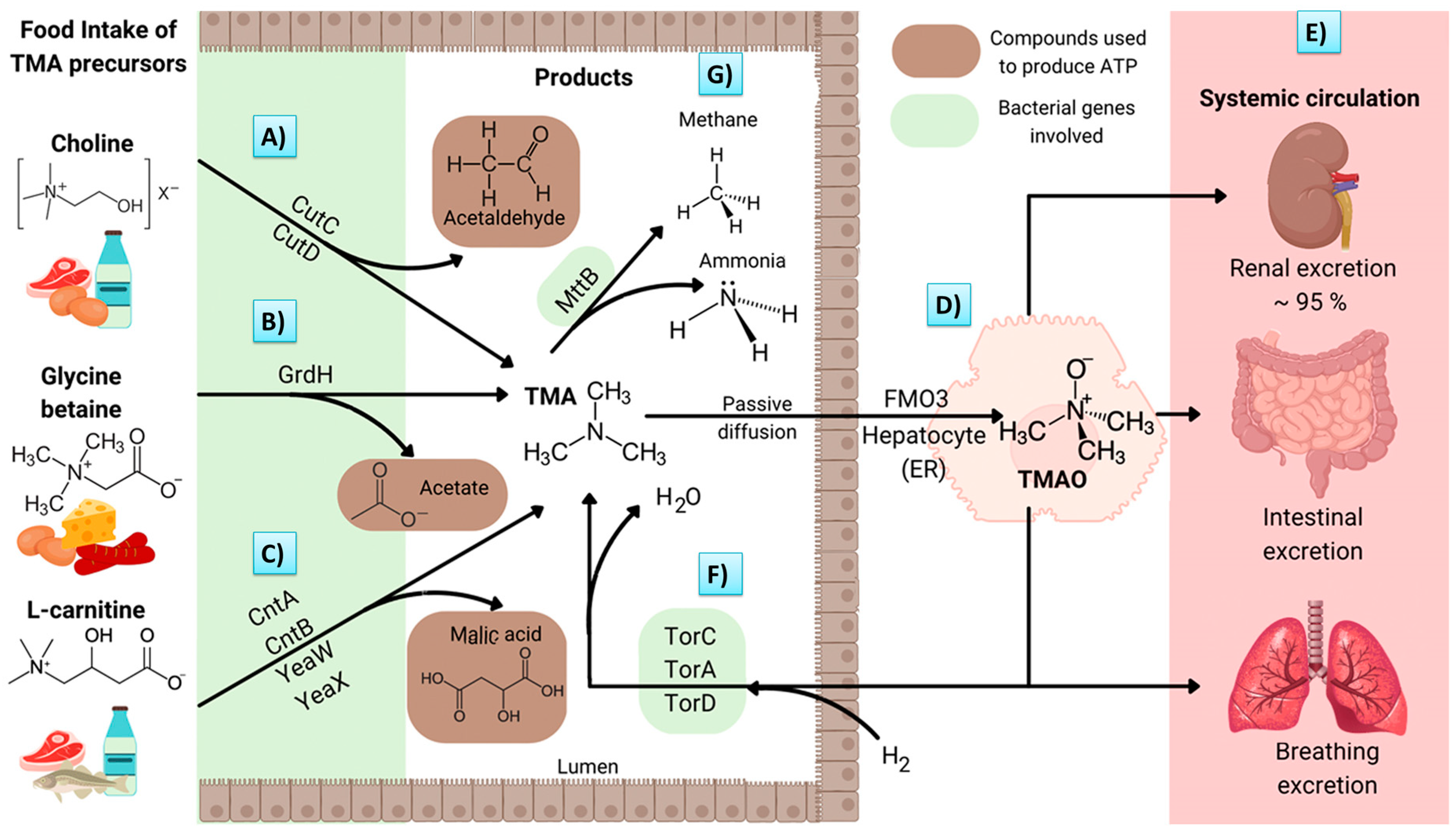 Biomedicines 11 00431 g001 Biomedicines 11 00431 g001