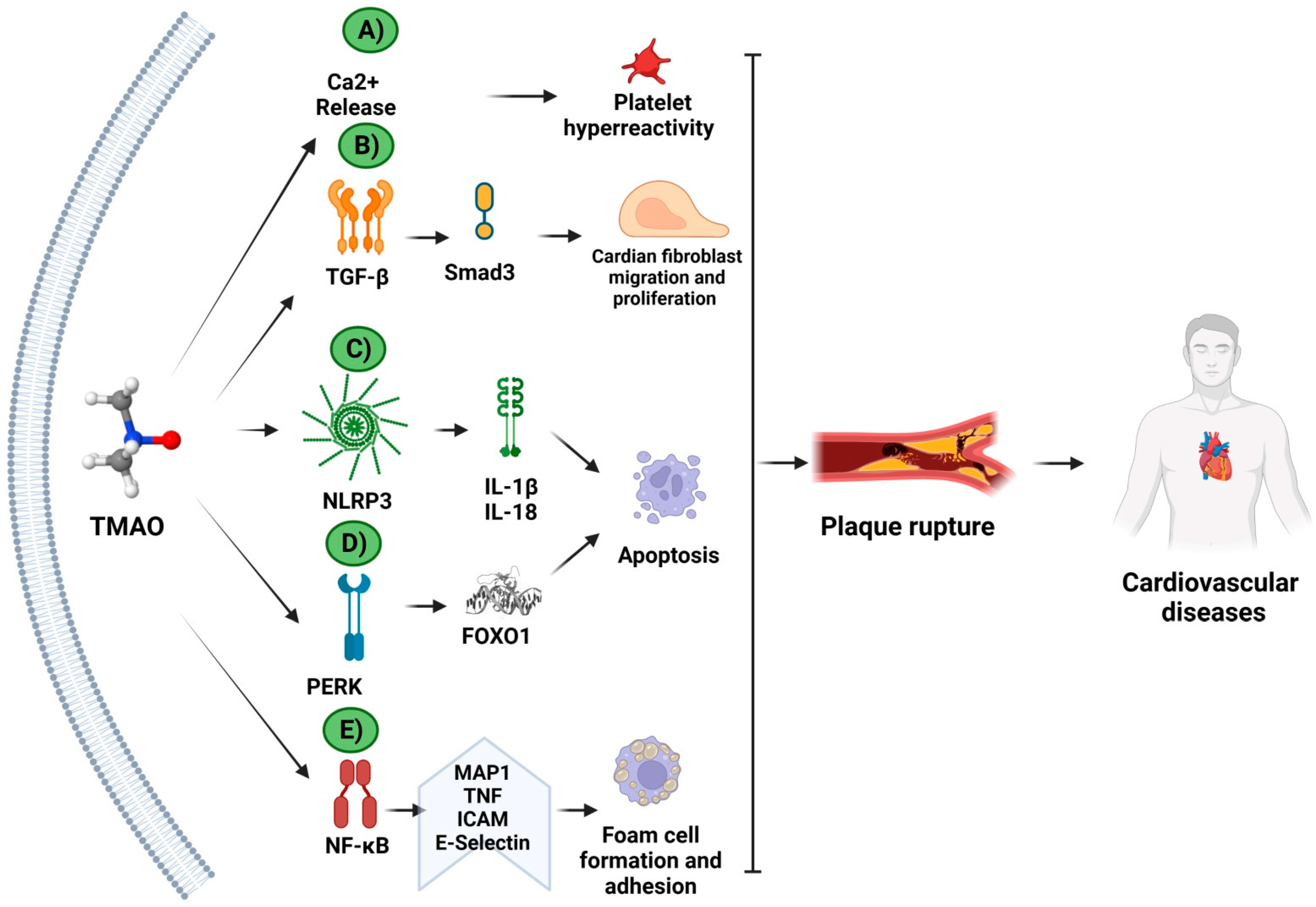 Biomedicines 11 00431 g003 Biomedicines 11 00431 g003