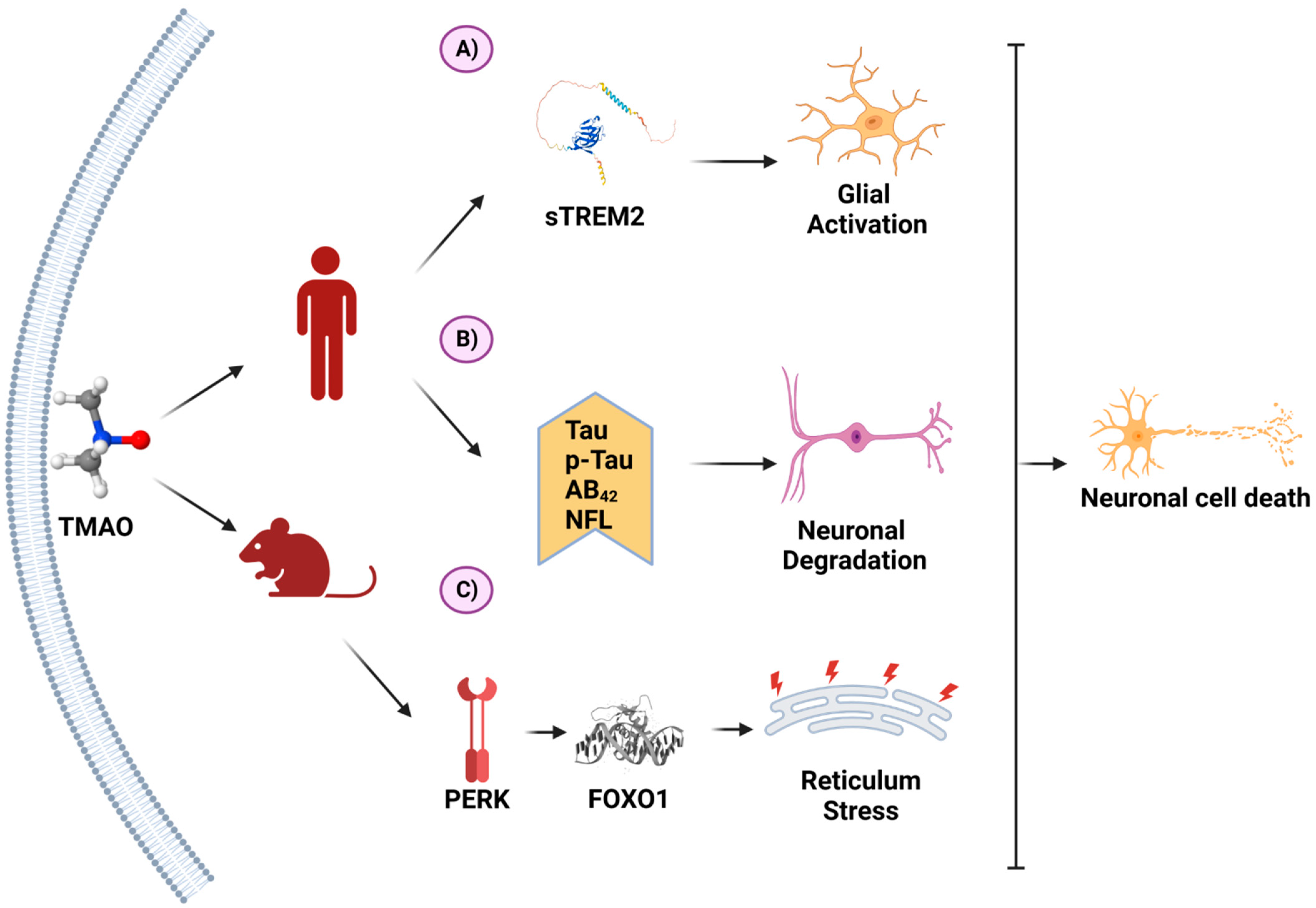 Biomedicines 11 00431 g004 Biomedicines 11 00431 g004