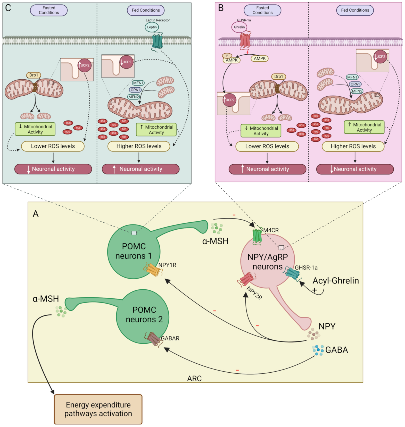 Biomedicines | Free Full-Text | The Bidirectional Relationship of NPY ...