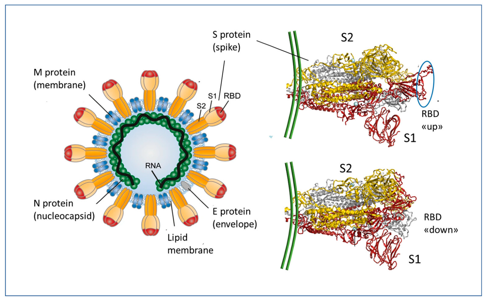 m. Immune Response and Molecular Mechanisms of Cardiovascular