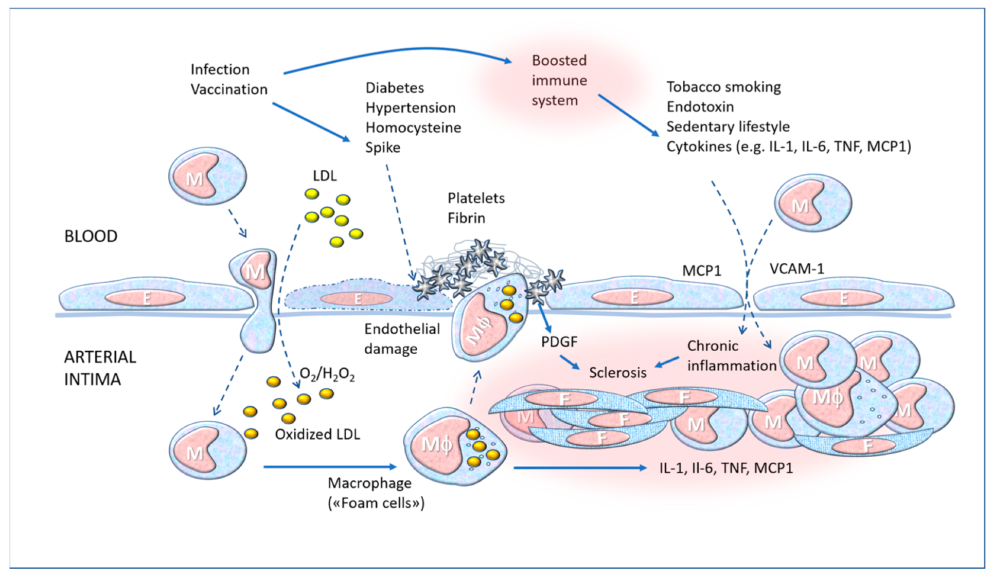 Biomedicines 11 00451 g007 Biomedicines 11 00451 g007