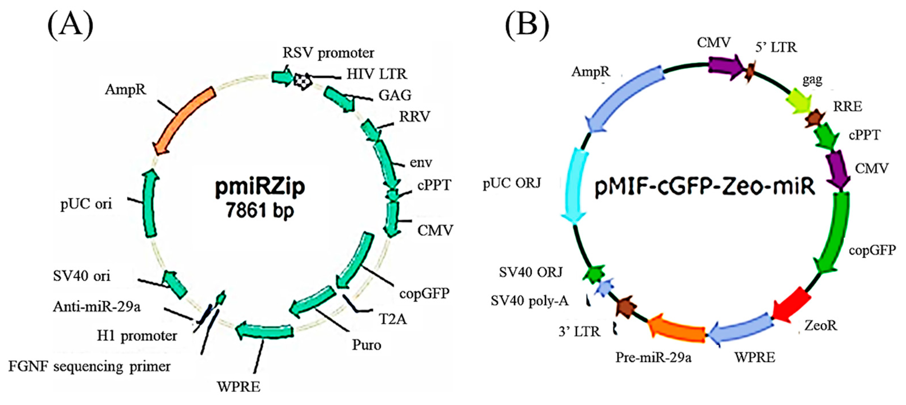 Biomedicines 11 00465 g004 Biomedicines 11 00465 g004