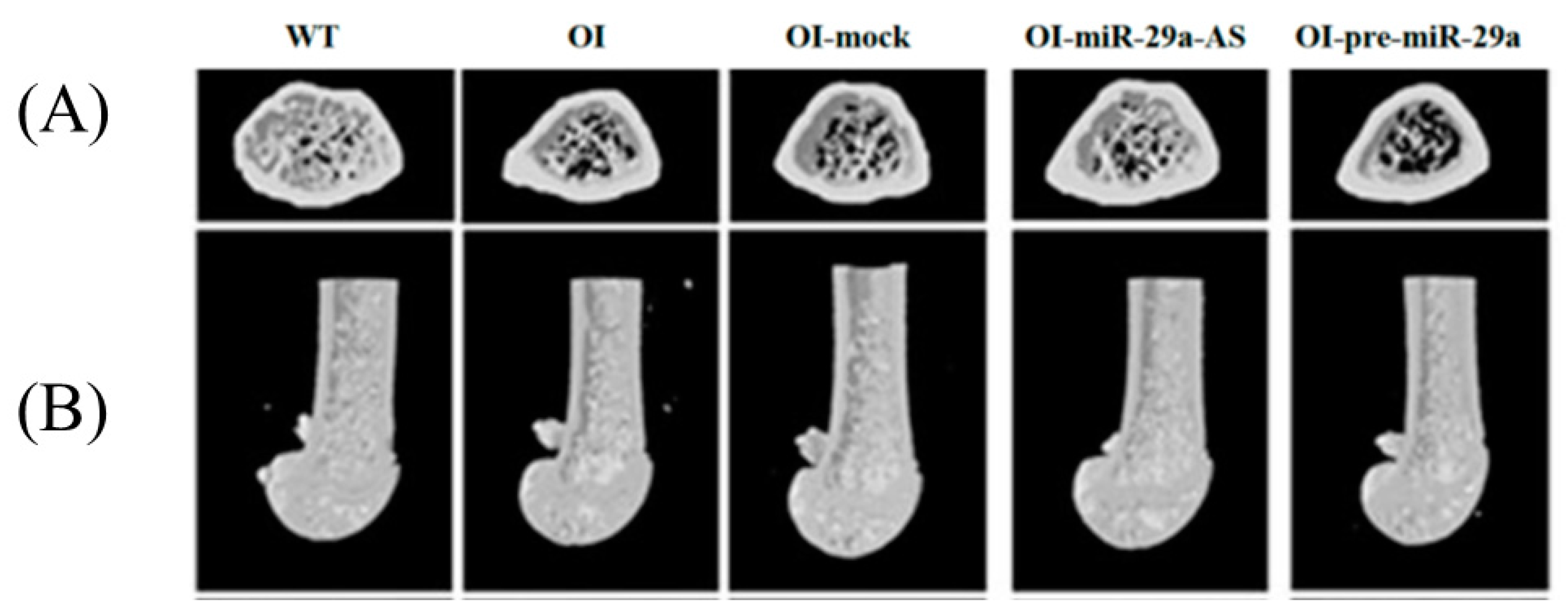 Biomedicines 11 00465 g006 Biomedicines 11 00465 g006