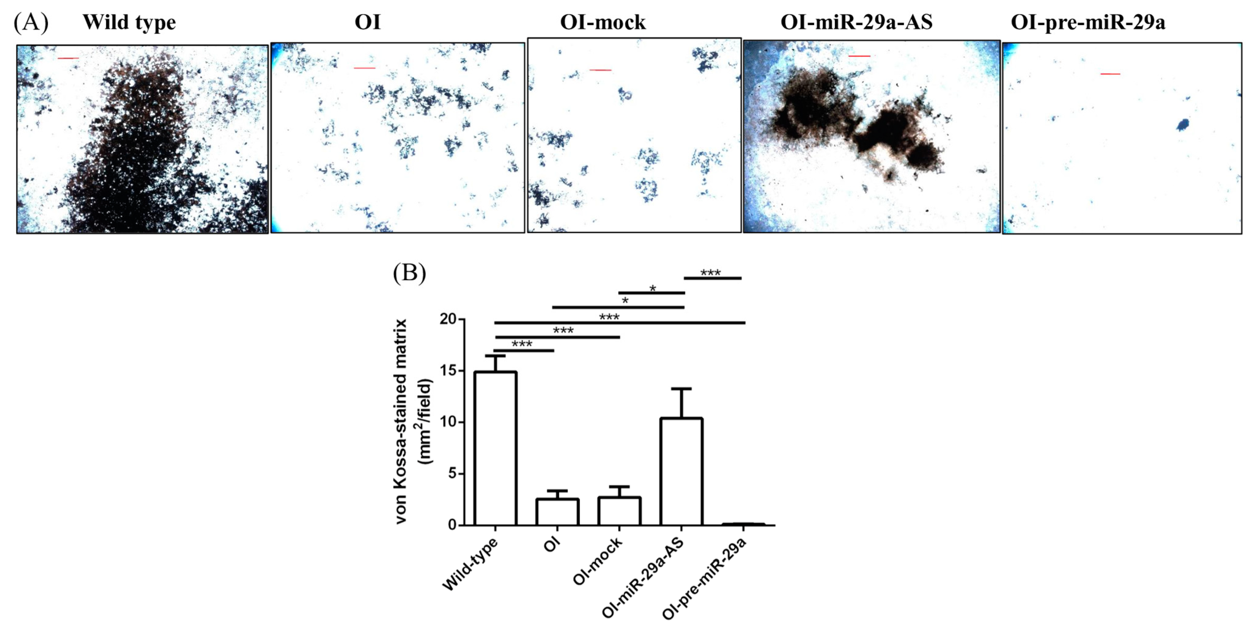 Biomedicines 11 00465 g012 Biomedicines 11 00465 g012
