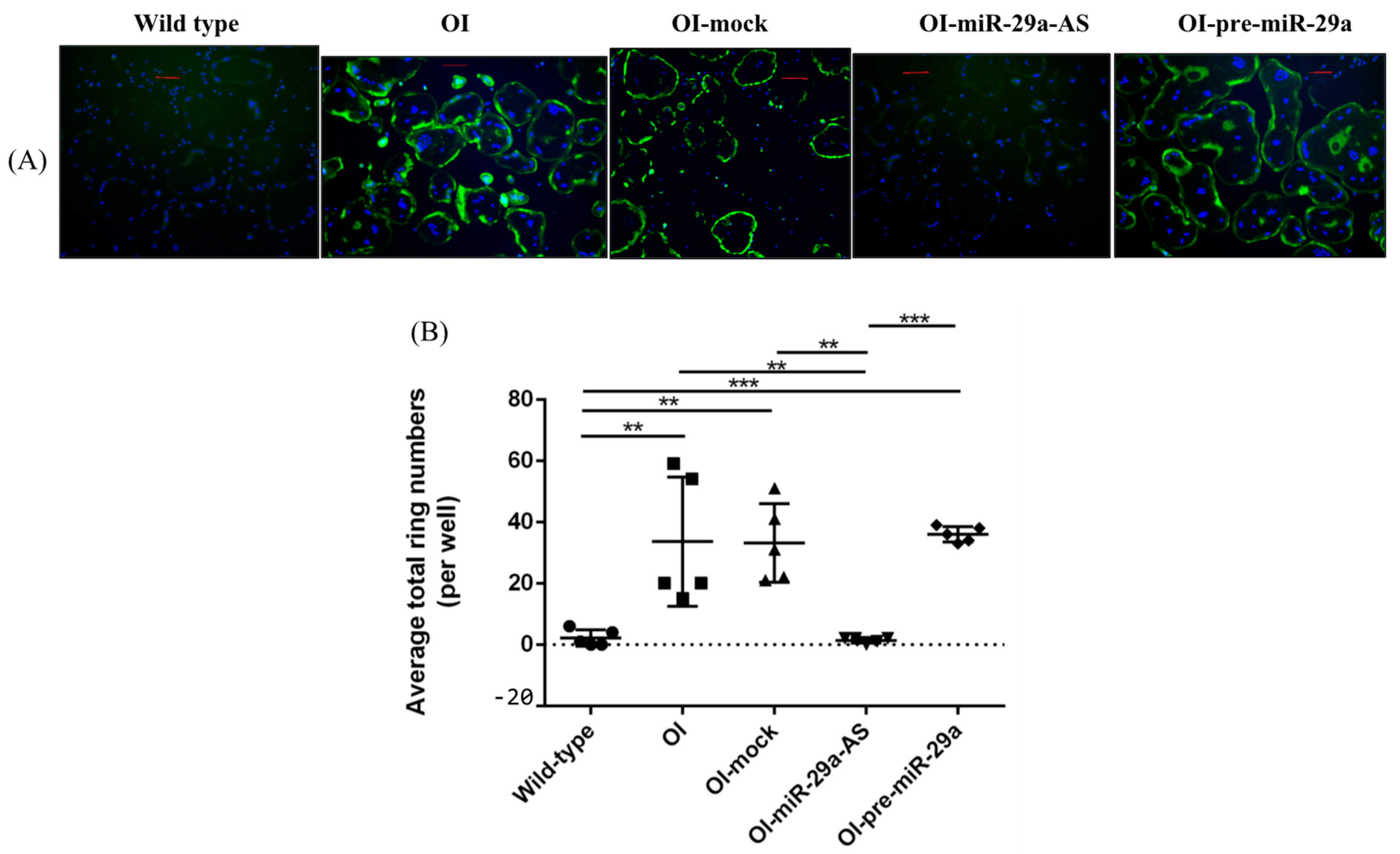 Biomedicines 11 00465 g013 Biomedicines 11 00465 g013