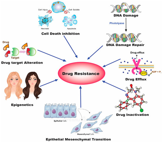 ミイ Non-coding RNA derived from extracellular vesicles in cancer