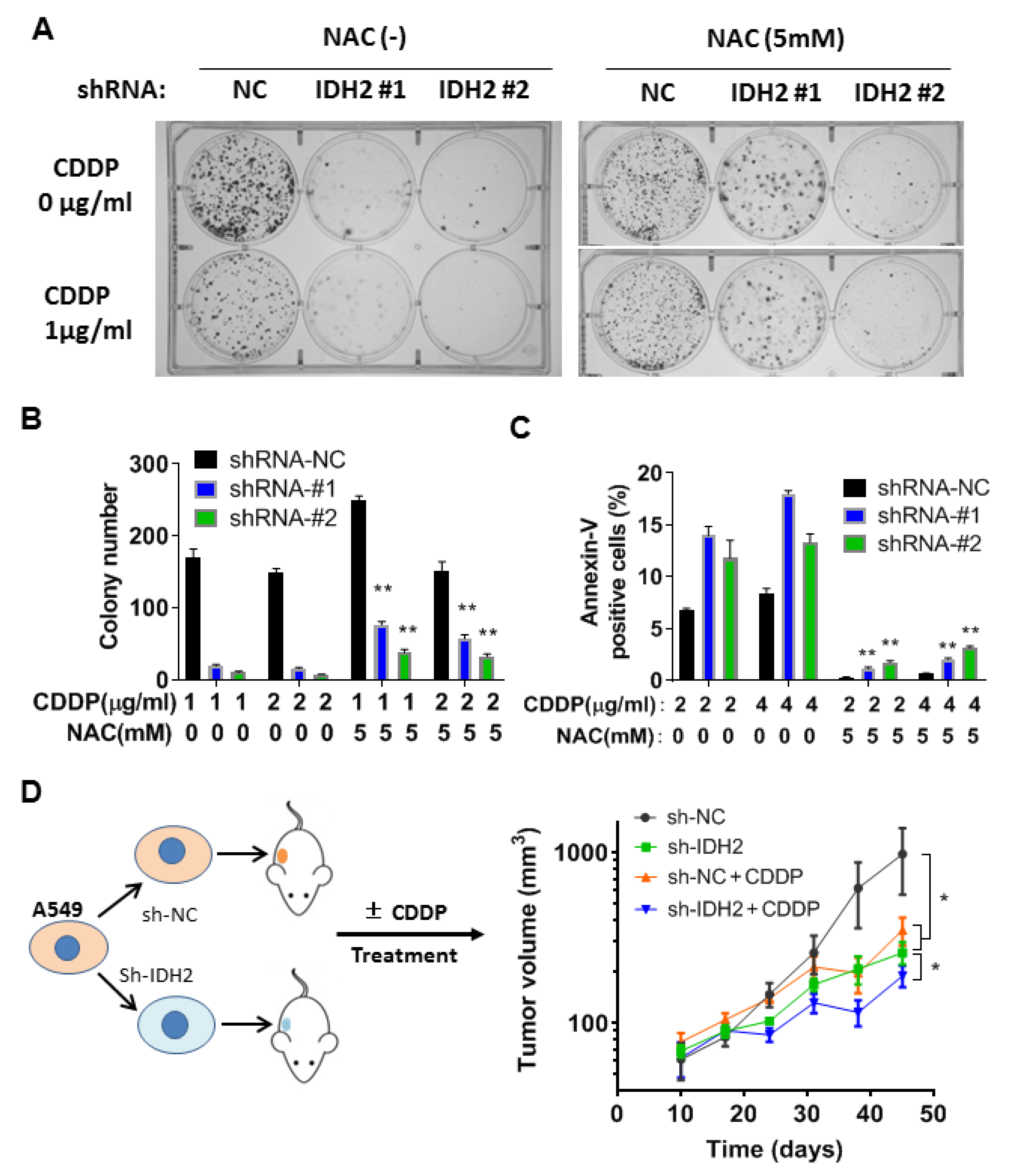 Biomedicines 11 00475 g005 Biomedicines 11 00475 g005