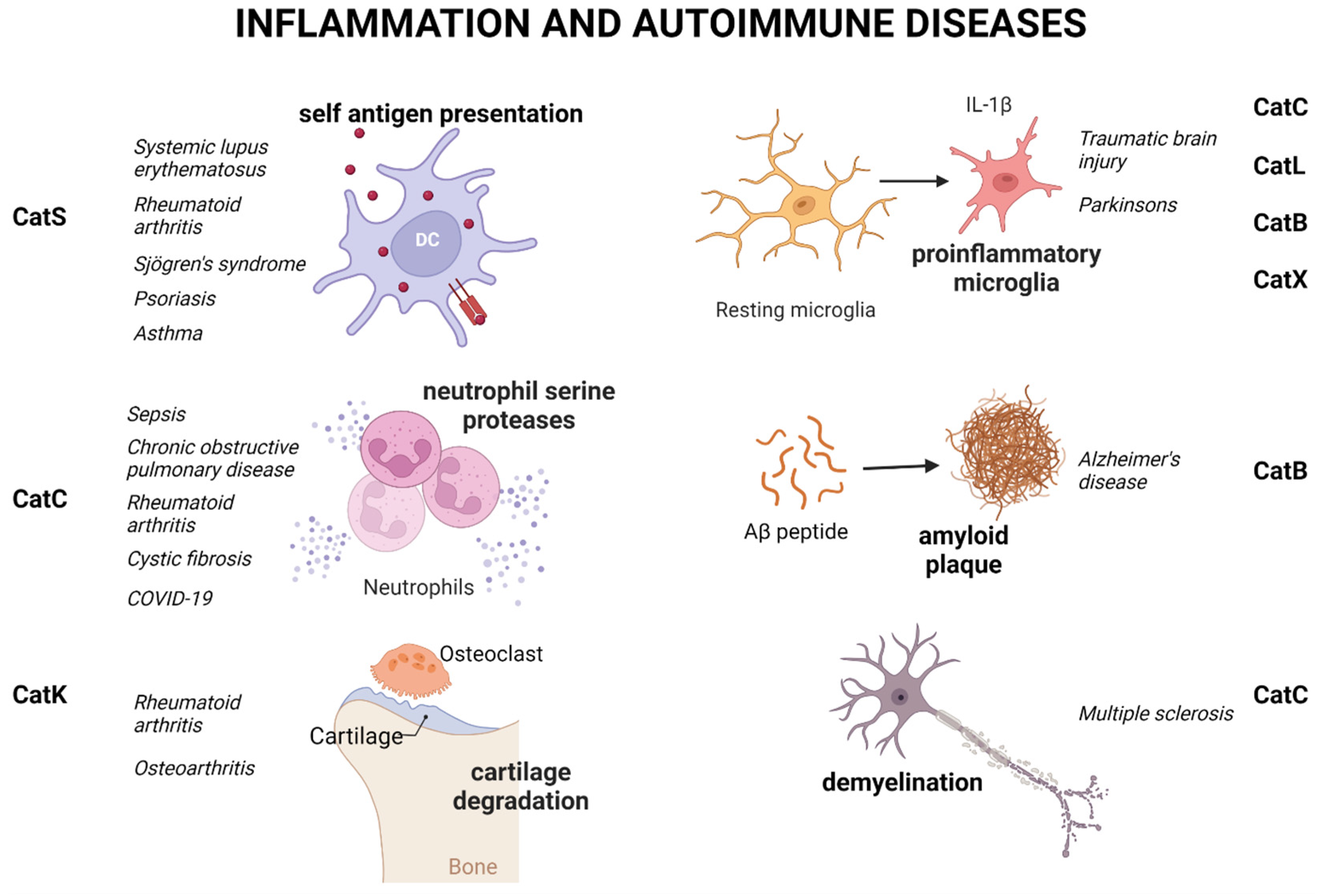 Biomedicines 11 00476 g001