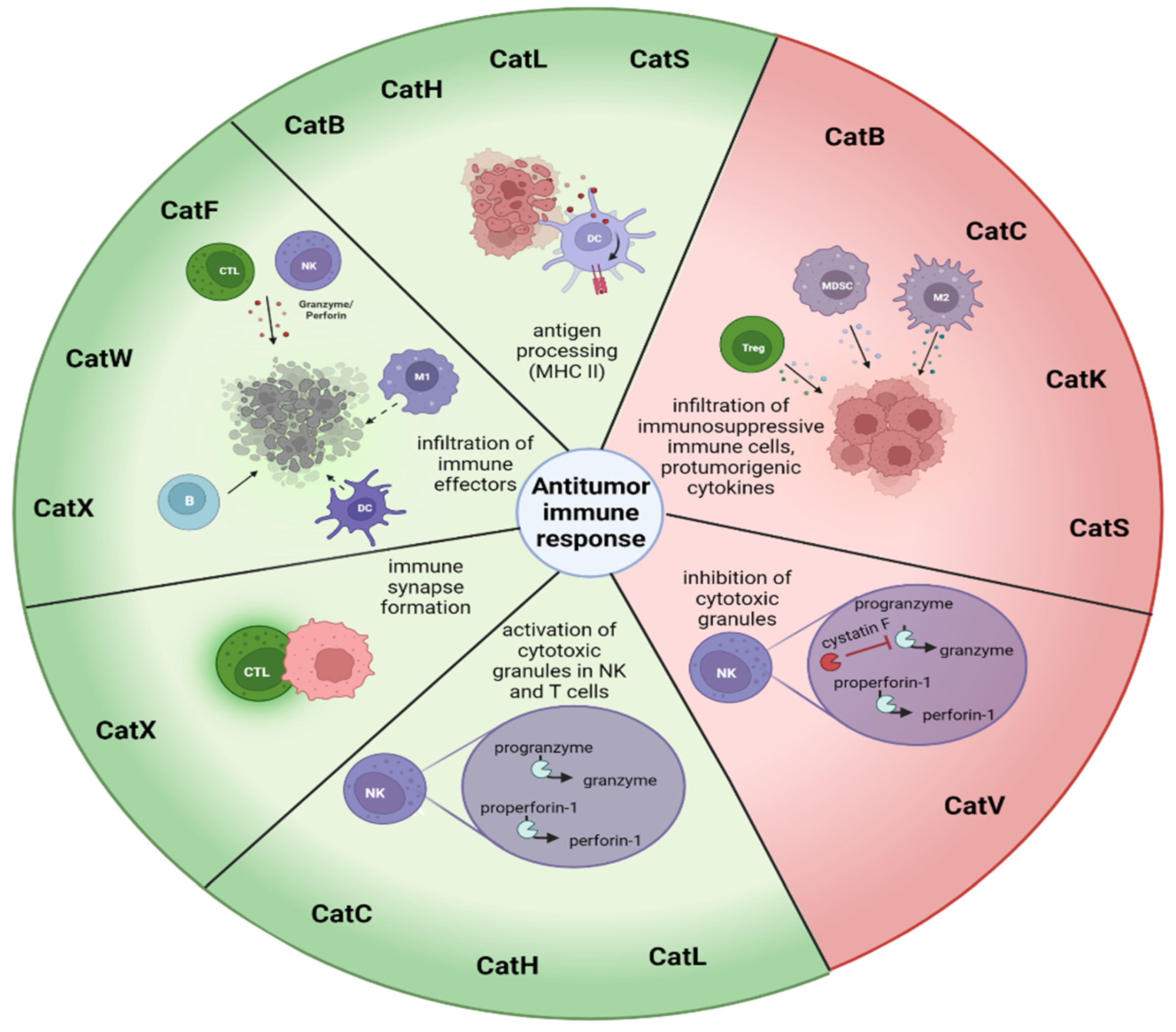 Biomedicines 11 00476 g003