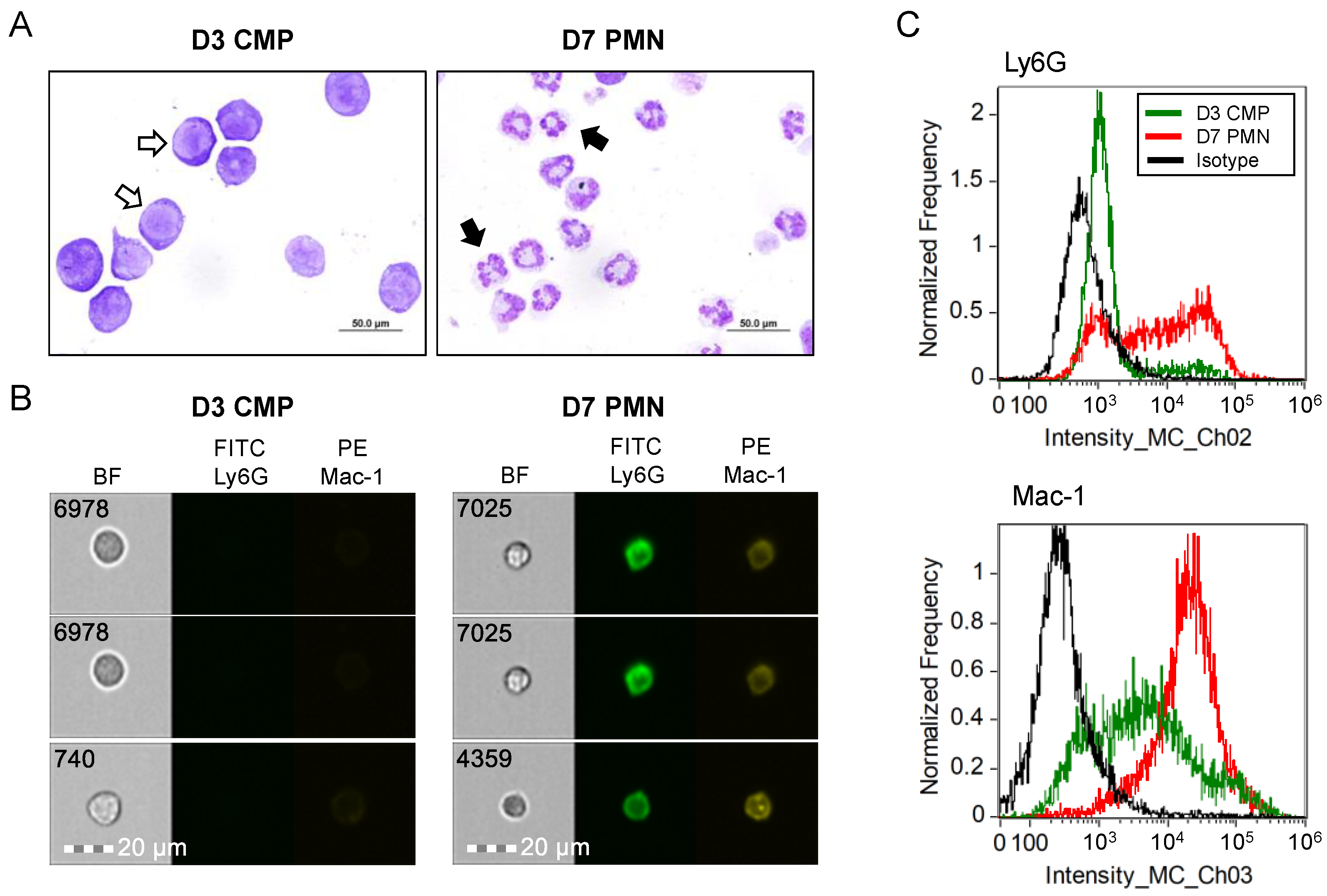 CXCR2 Antagonist RIST4721 Acts as a Potent Chemotaxis