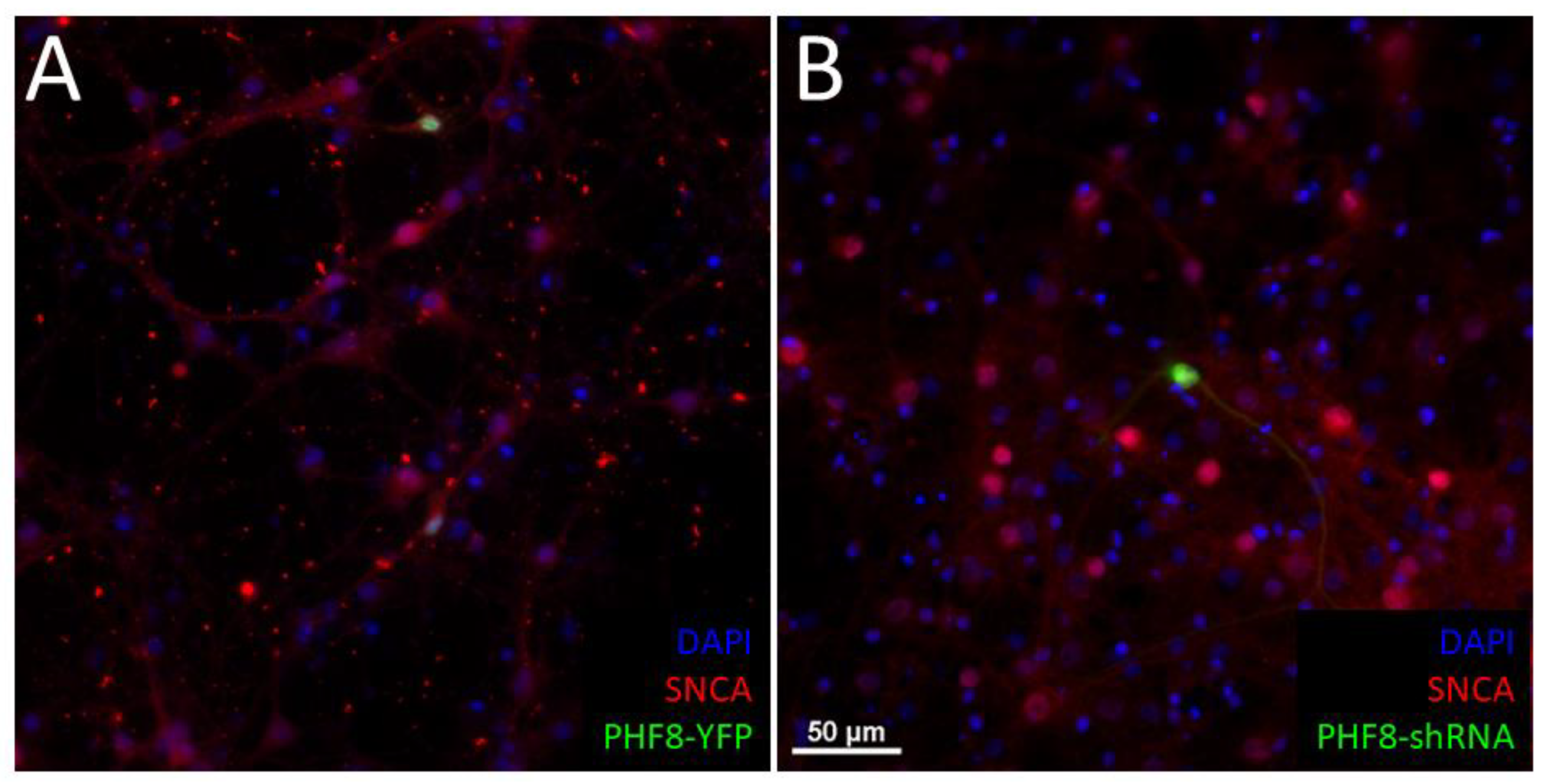 Biomedicines 11 00486 g003 Biomedicines 11 00486 g003