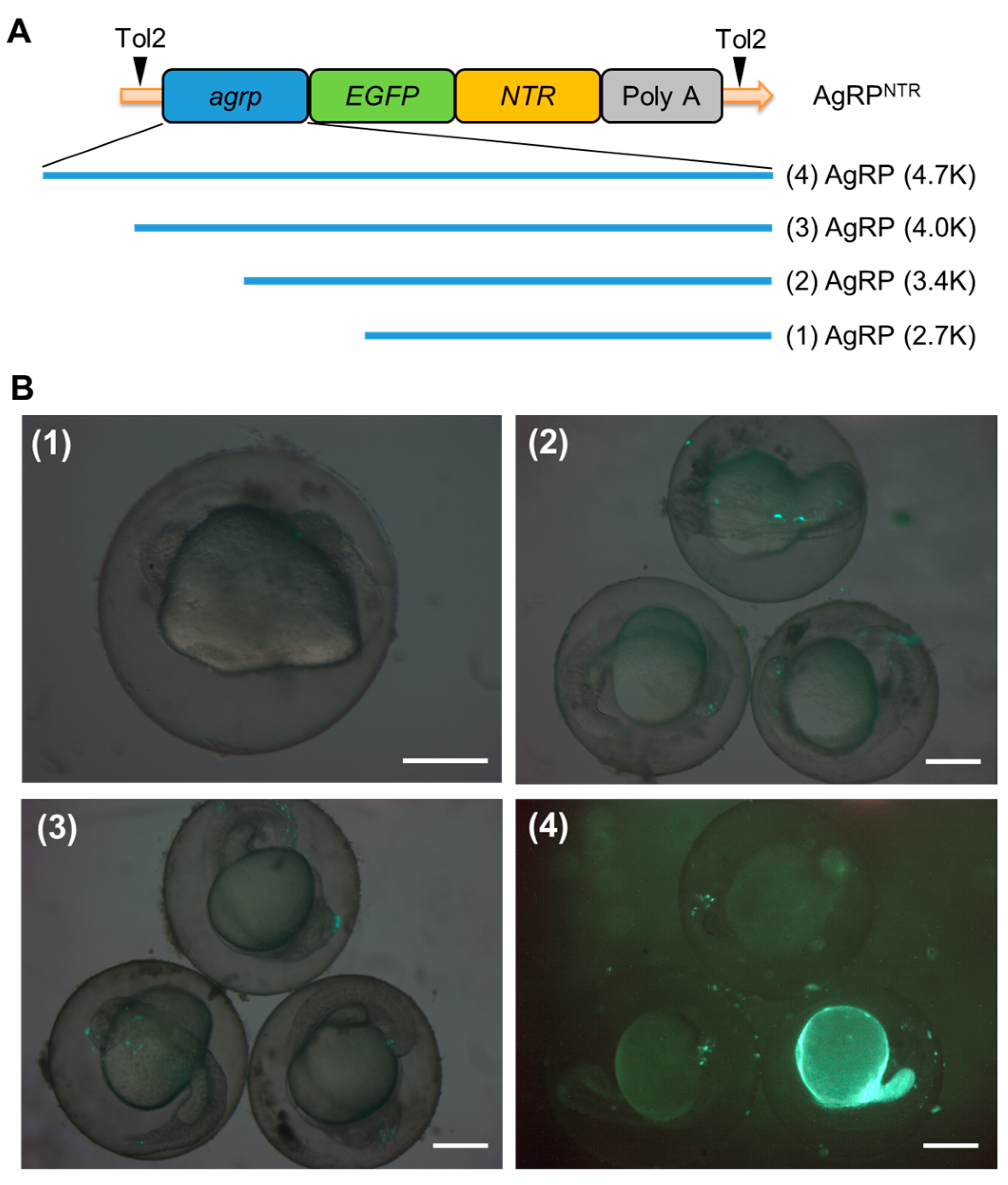Biomedicines 11 00499 g001 Biomedicines 11 00499 g001