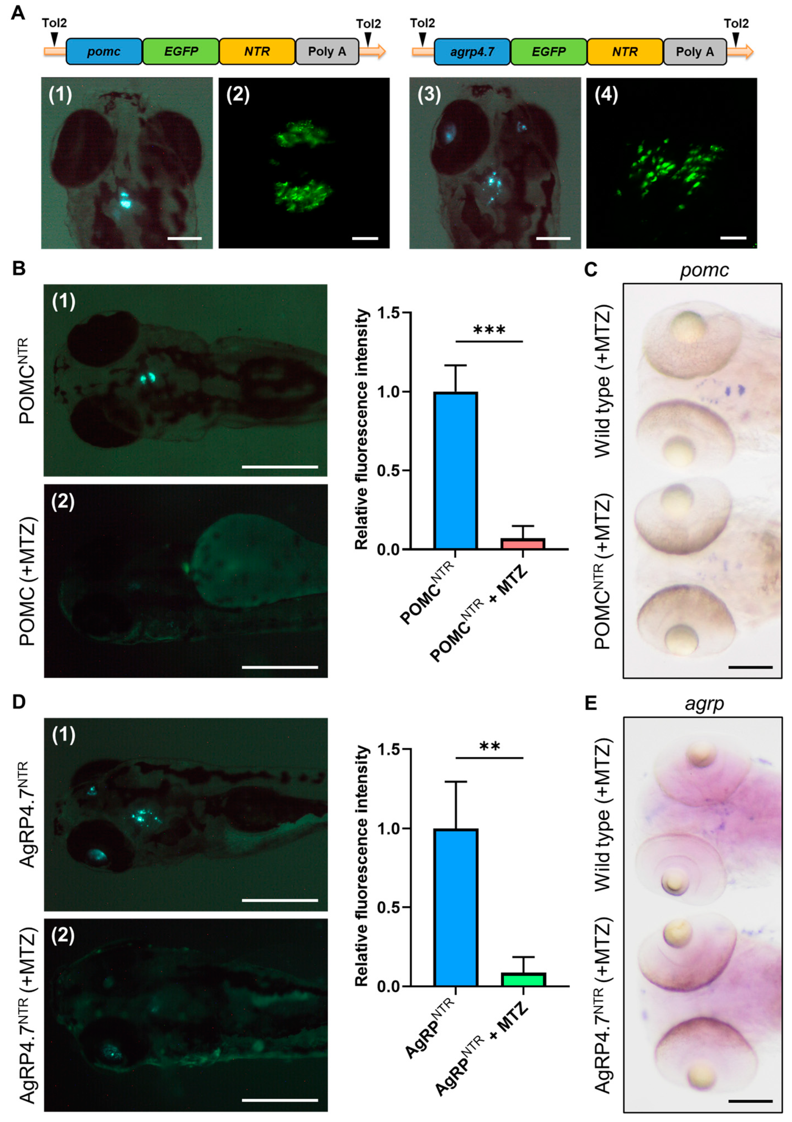 Biomedicines 11 00499 g002 Biomedicines 11 00499 g002