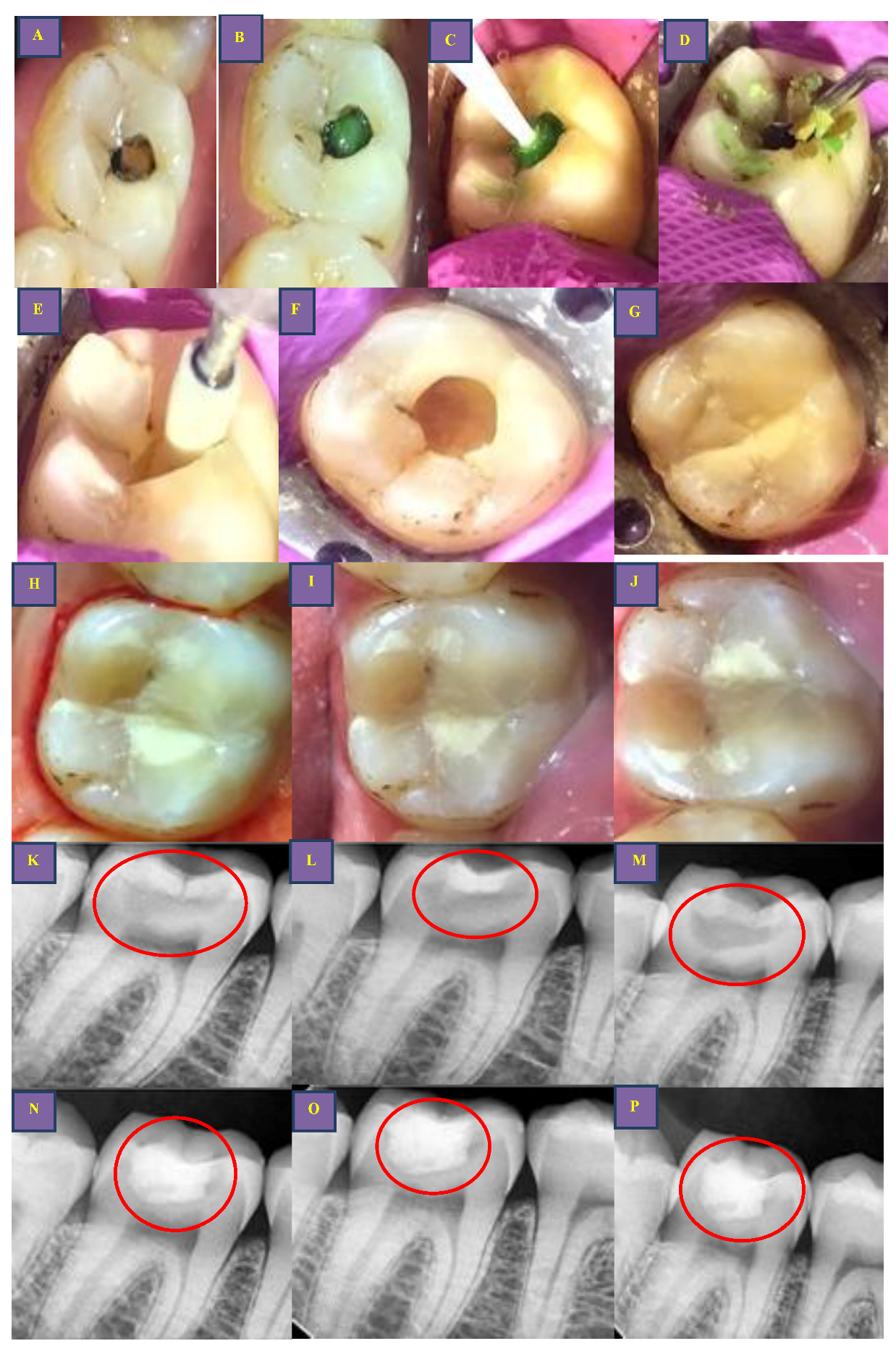 Biomedicines 11 00500 g004 Biomedicines 11 00500 g004