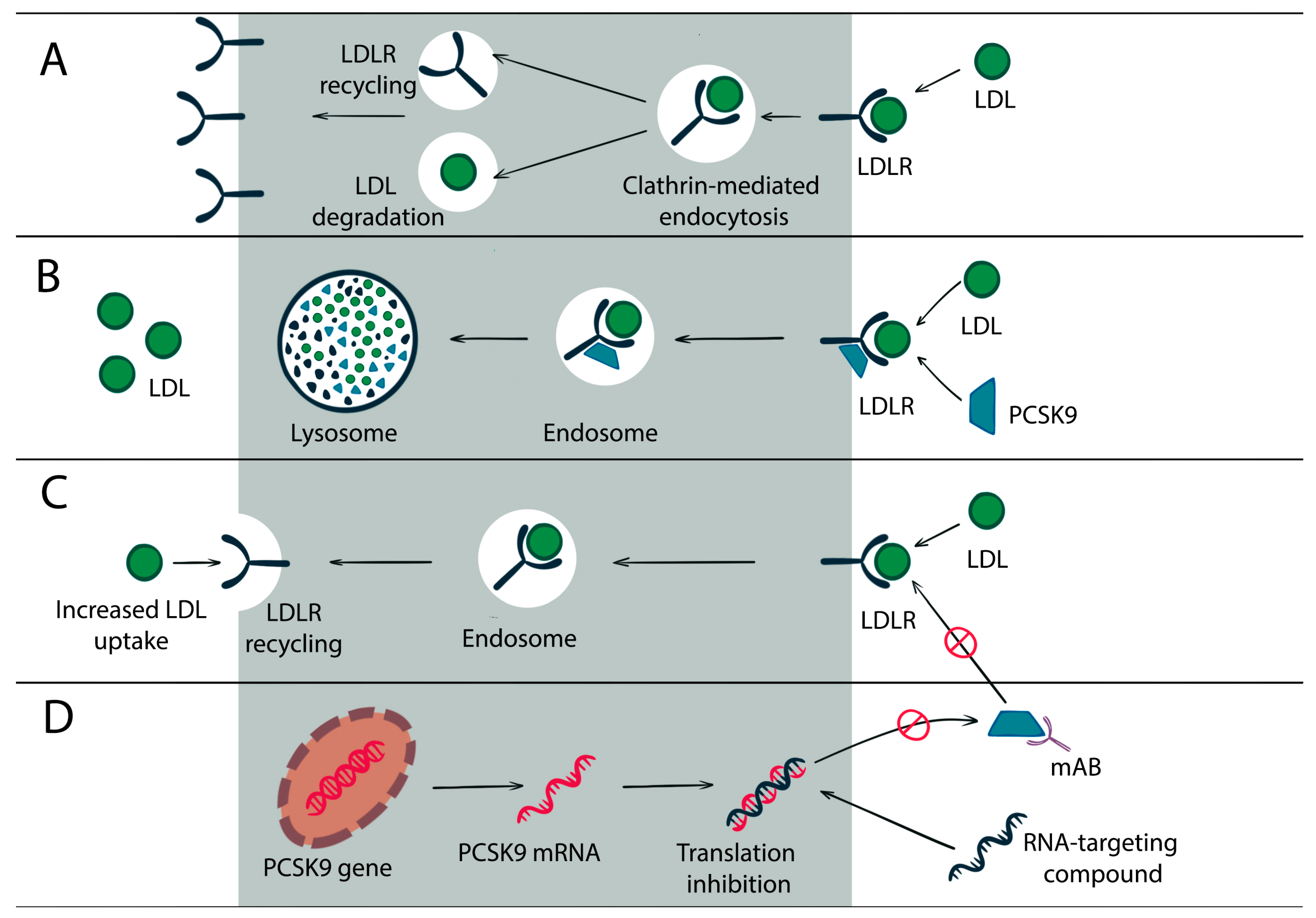 Biomedicines 11 00503 g001