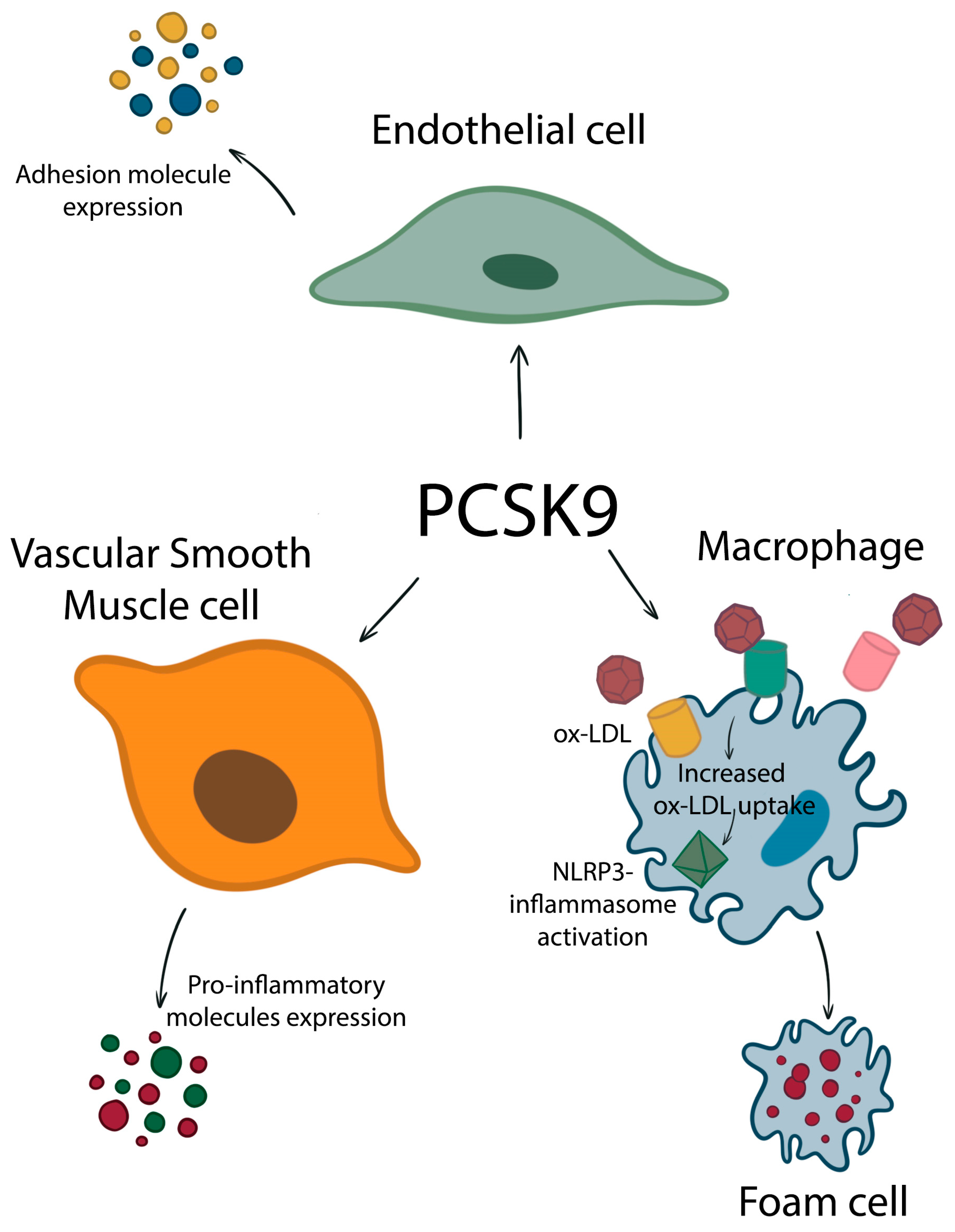 Biomedicines 11 00503 g002