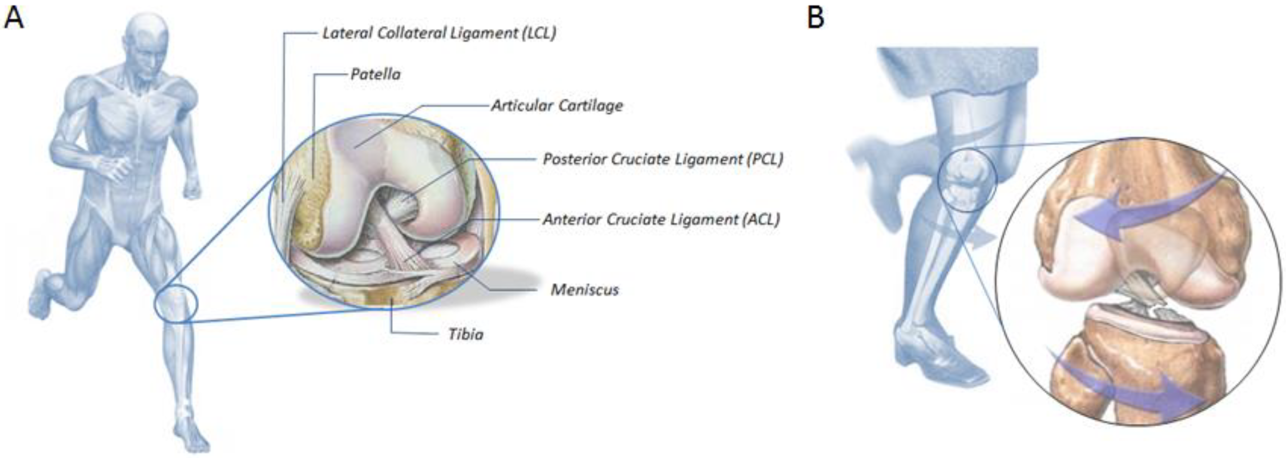 Biomedicines 11 00507 g001