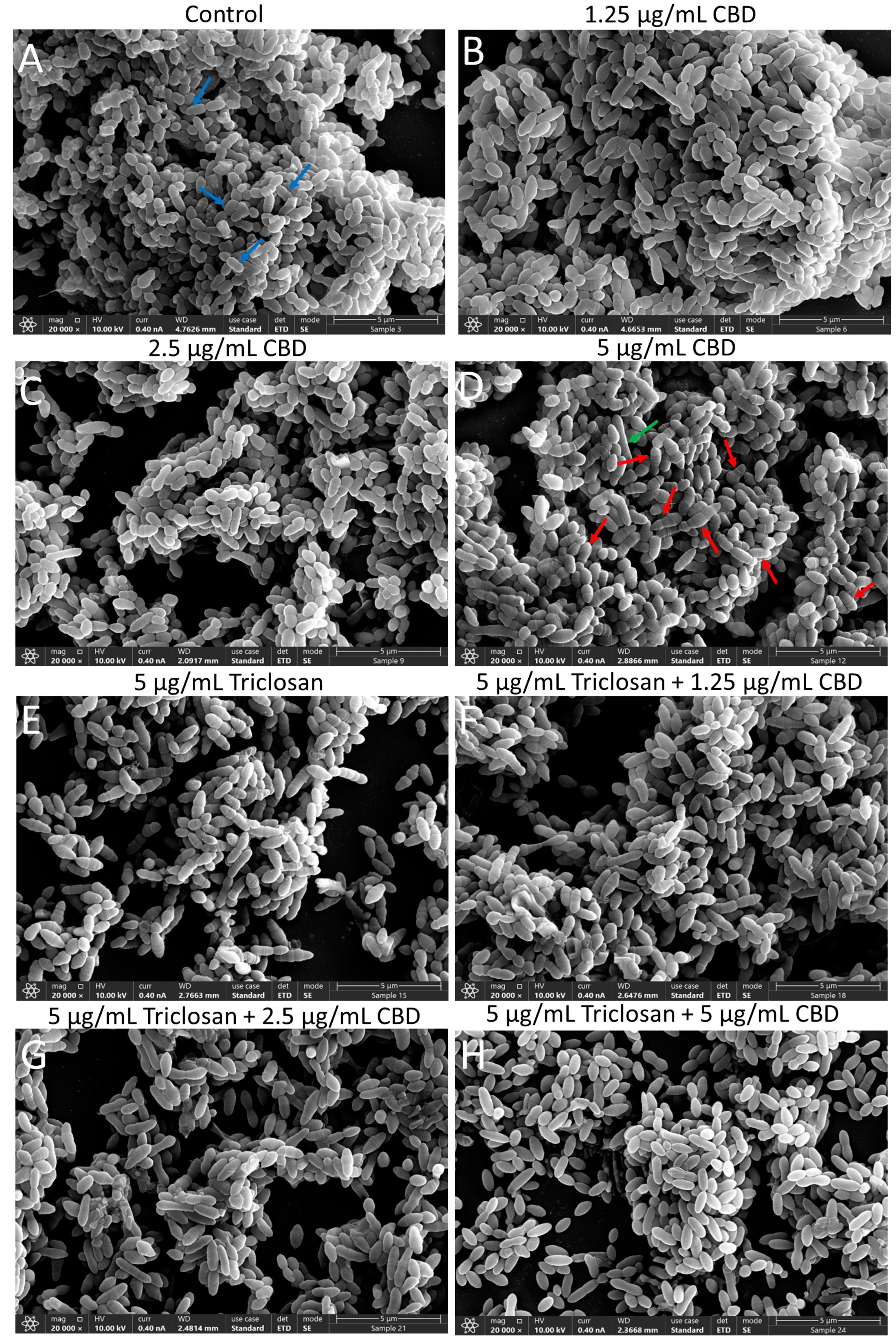 Biomedicines 11 00521 g006 Biomedicines 11 00521 g006