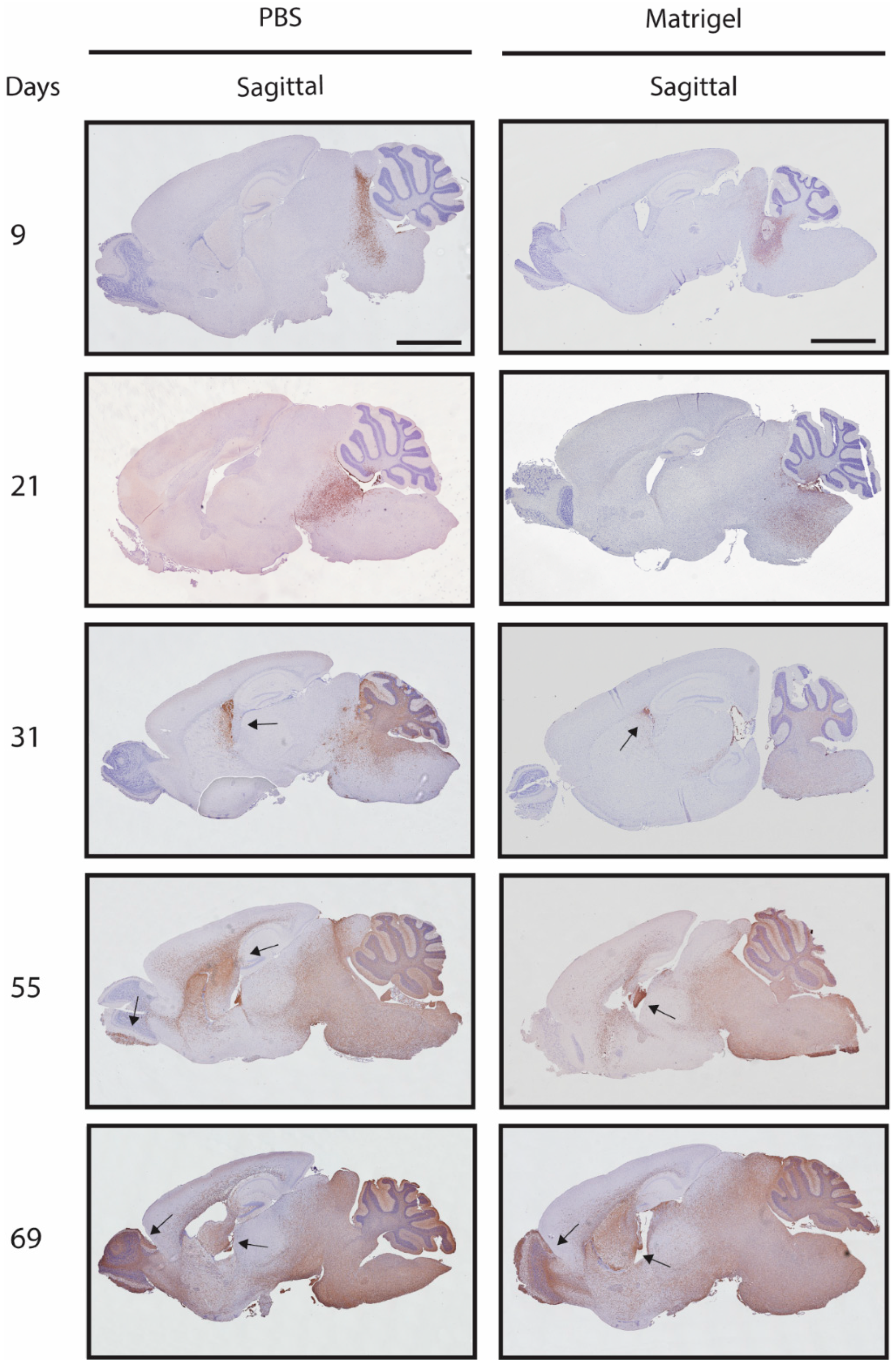 Biomedicines 11 00527 g004 Biomedicines 11 00527 g004