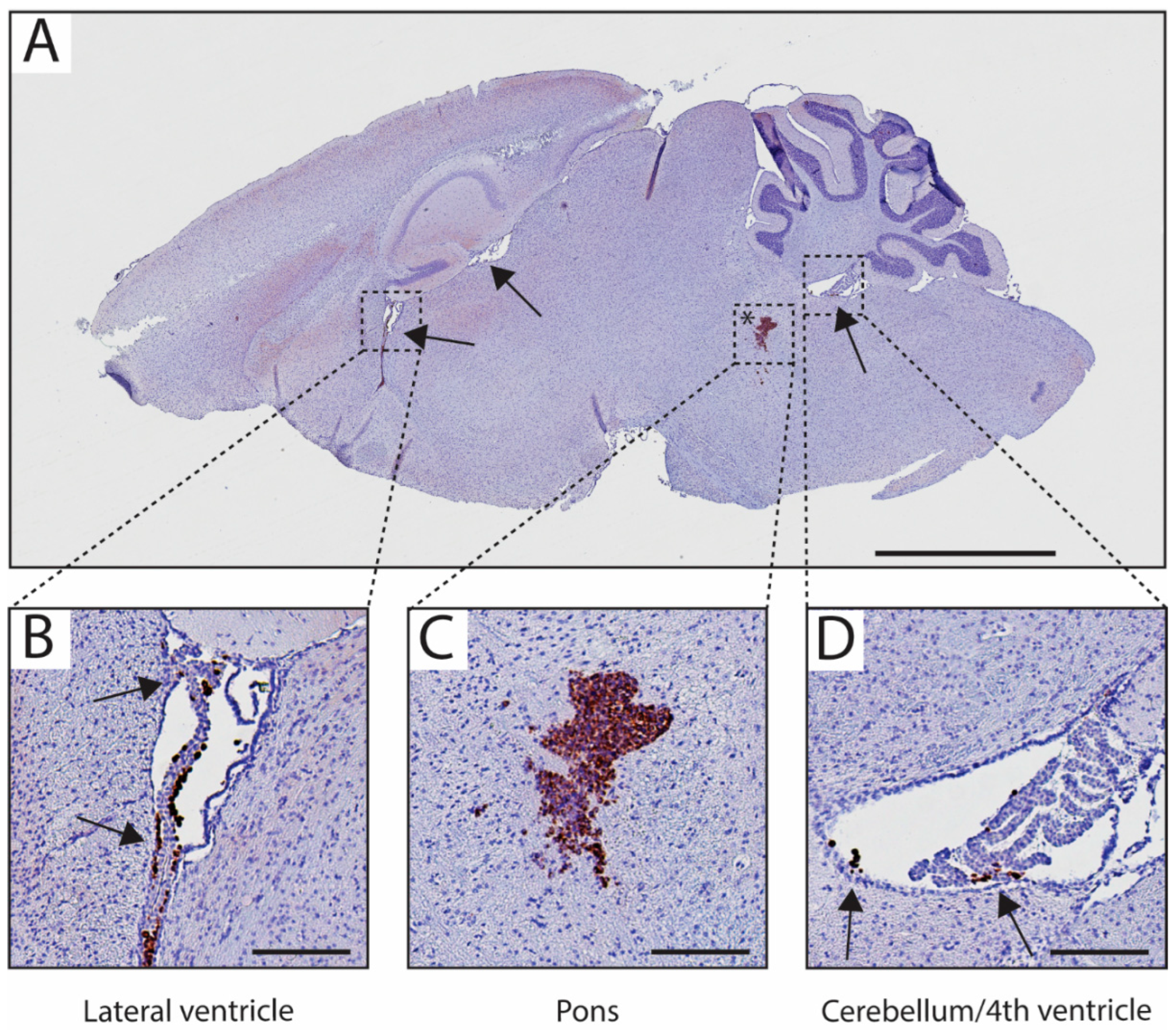 Biomedicines 11 00527 g005 Biomedicines 11 00527 g005