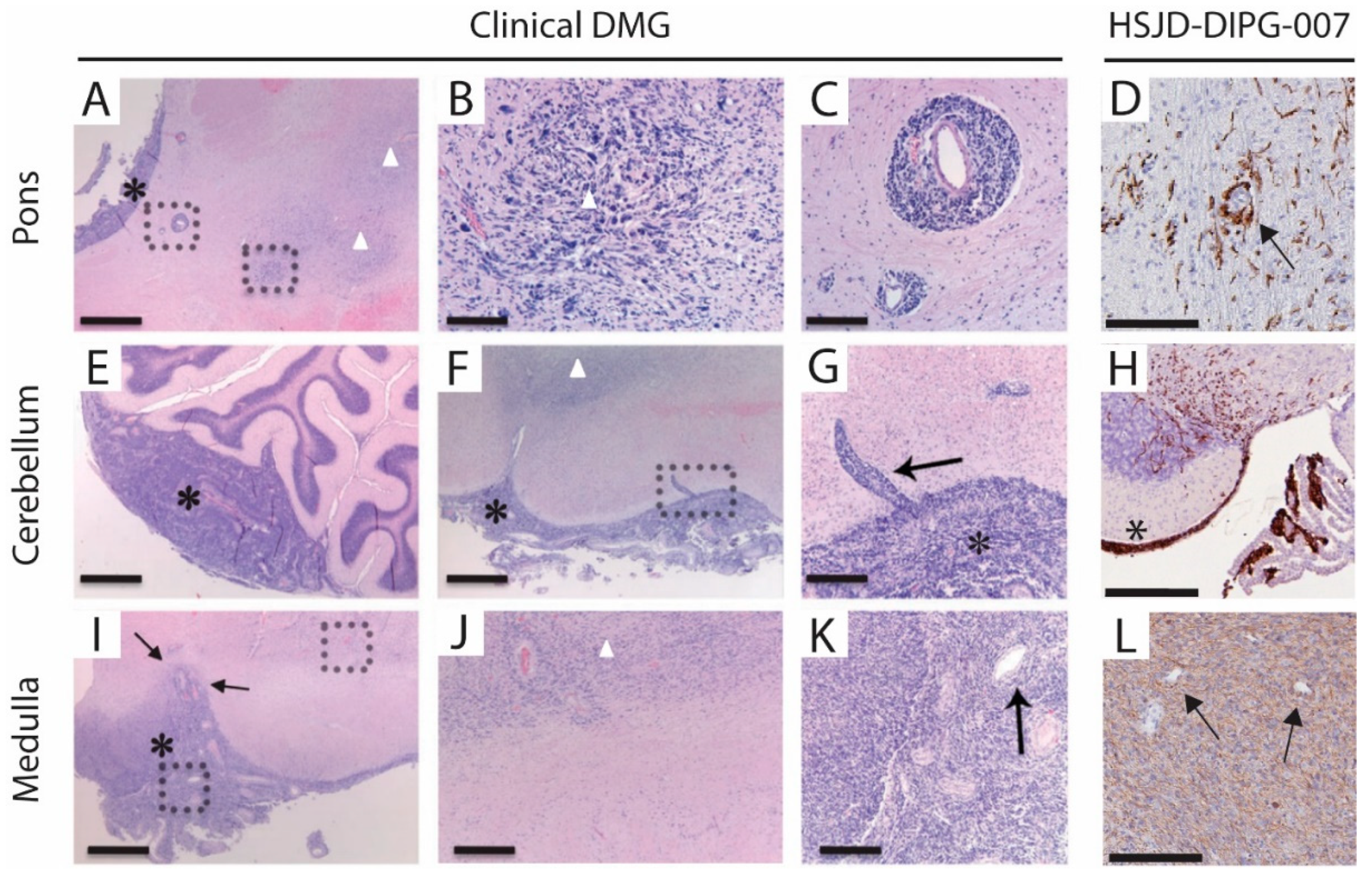 Biomedicines 11 00527 g006 Biomedicines 11 00527 g006