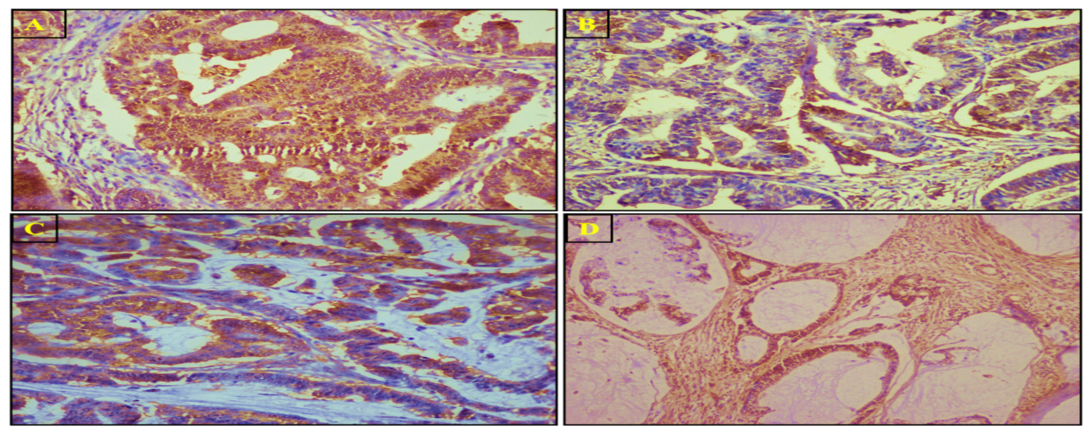 Biomedicines 11 00540 g005