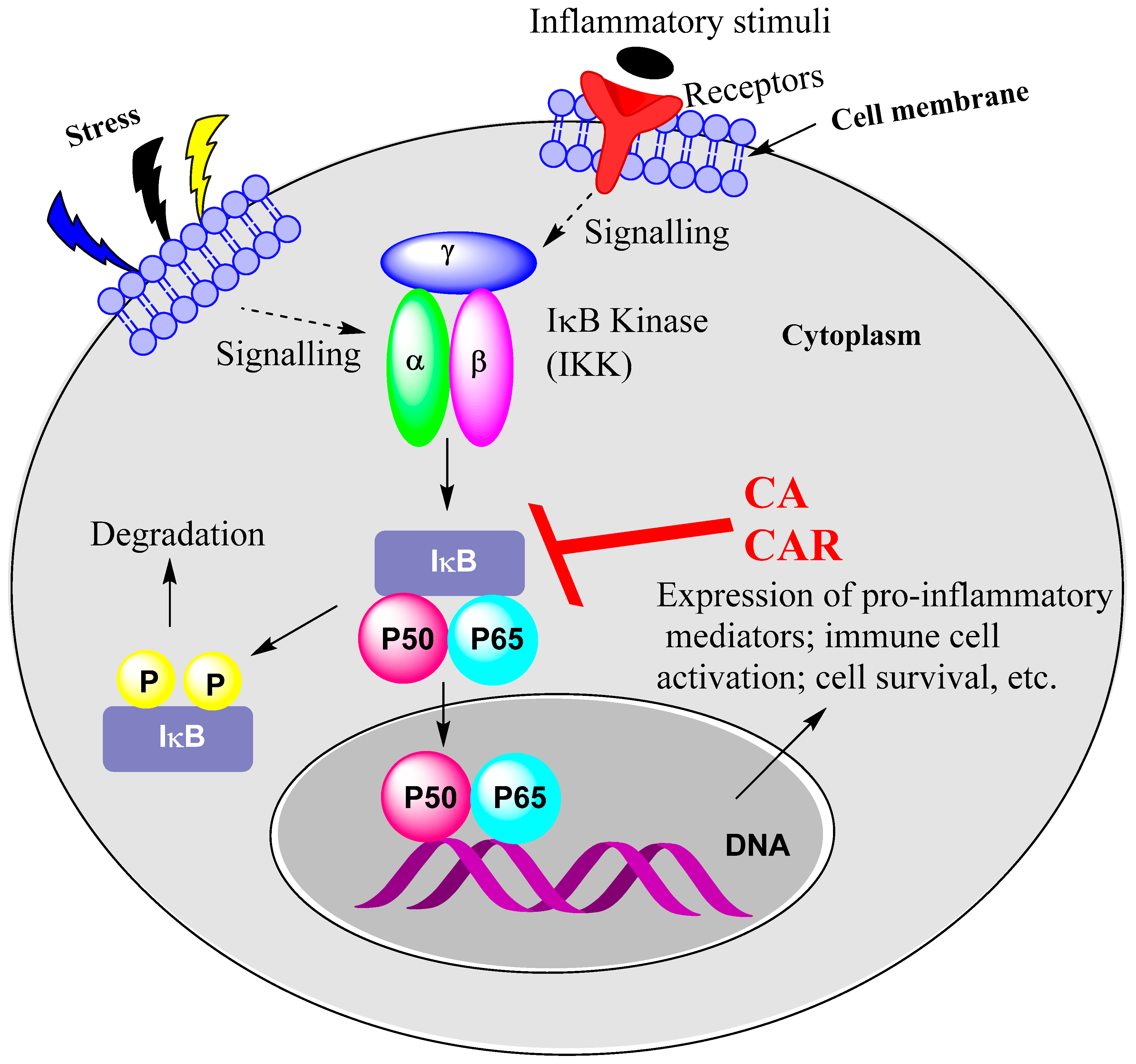 Biomedicines 11 00545 g002 Biomedicines 11 00545 g002