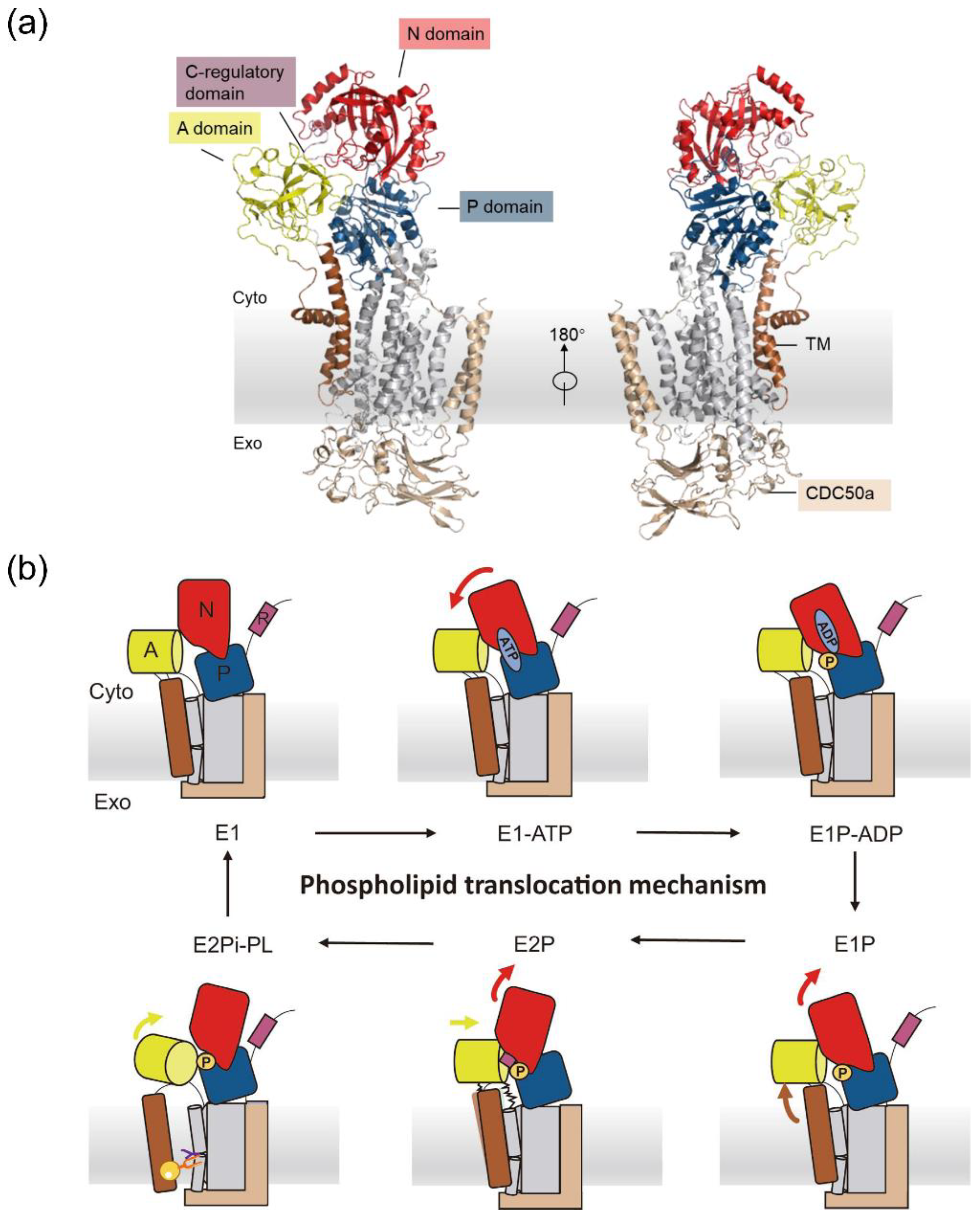 Biomedicines 11 00546 g001