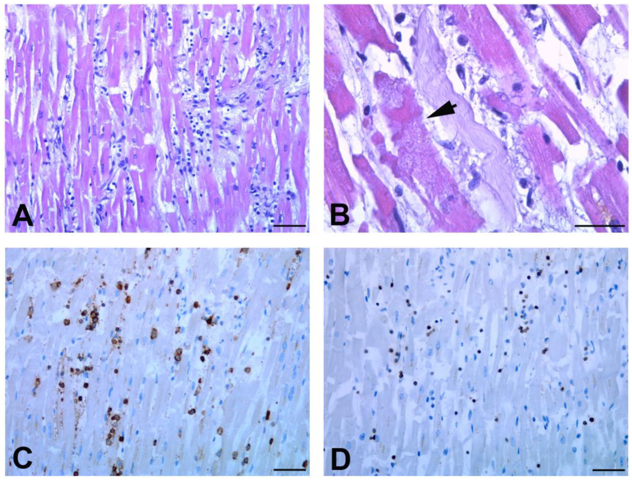 Biomedicines 11 00551 g005