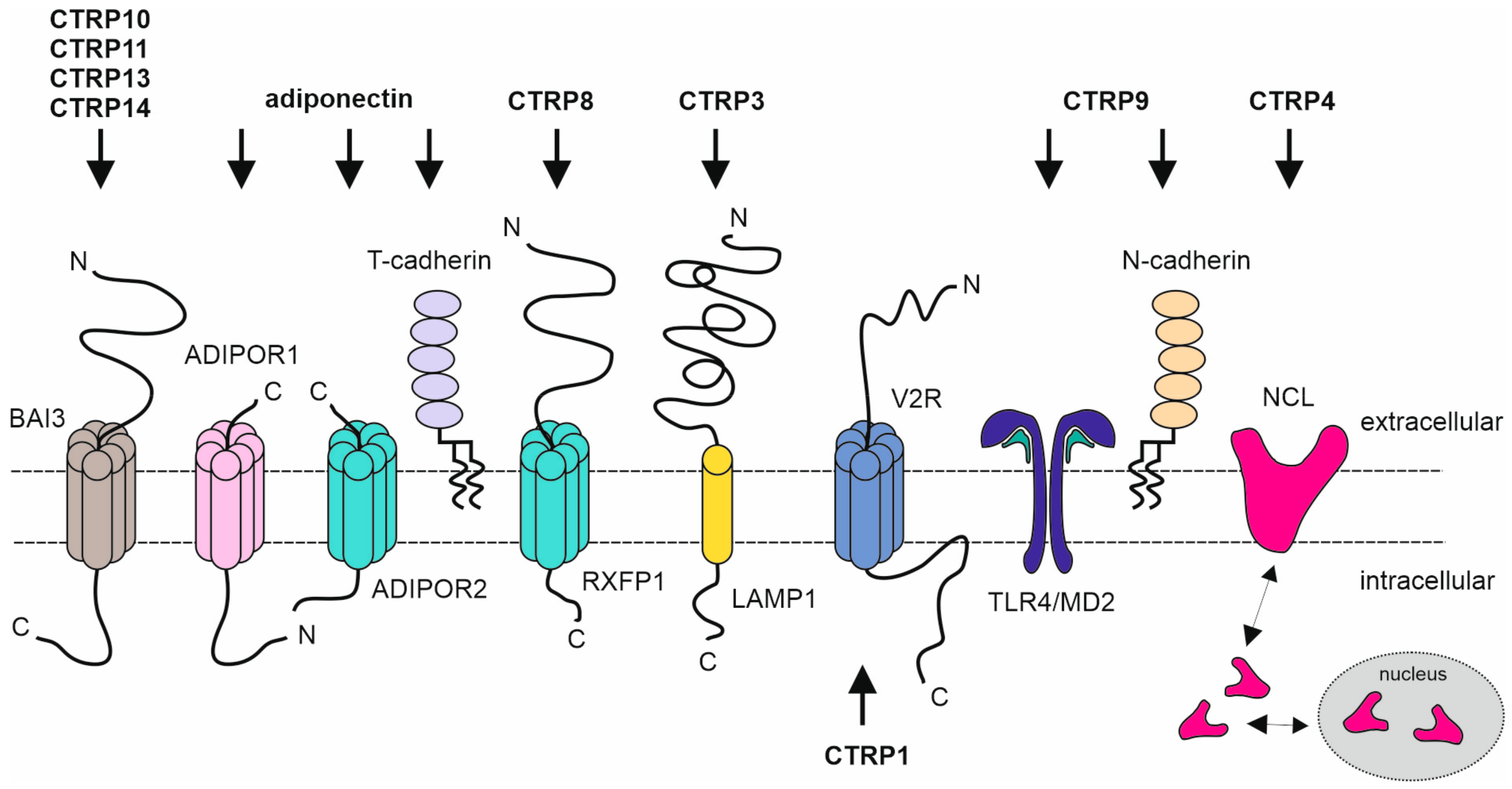 Biomedicines 11 00559 g002 Biomedicines 11 00559 g002