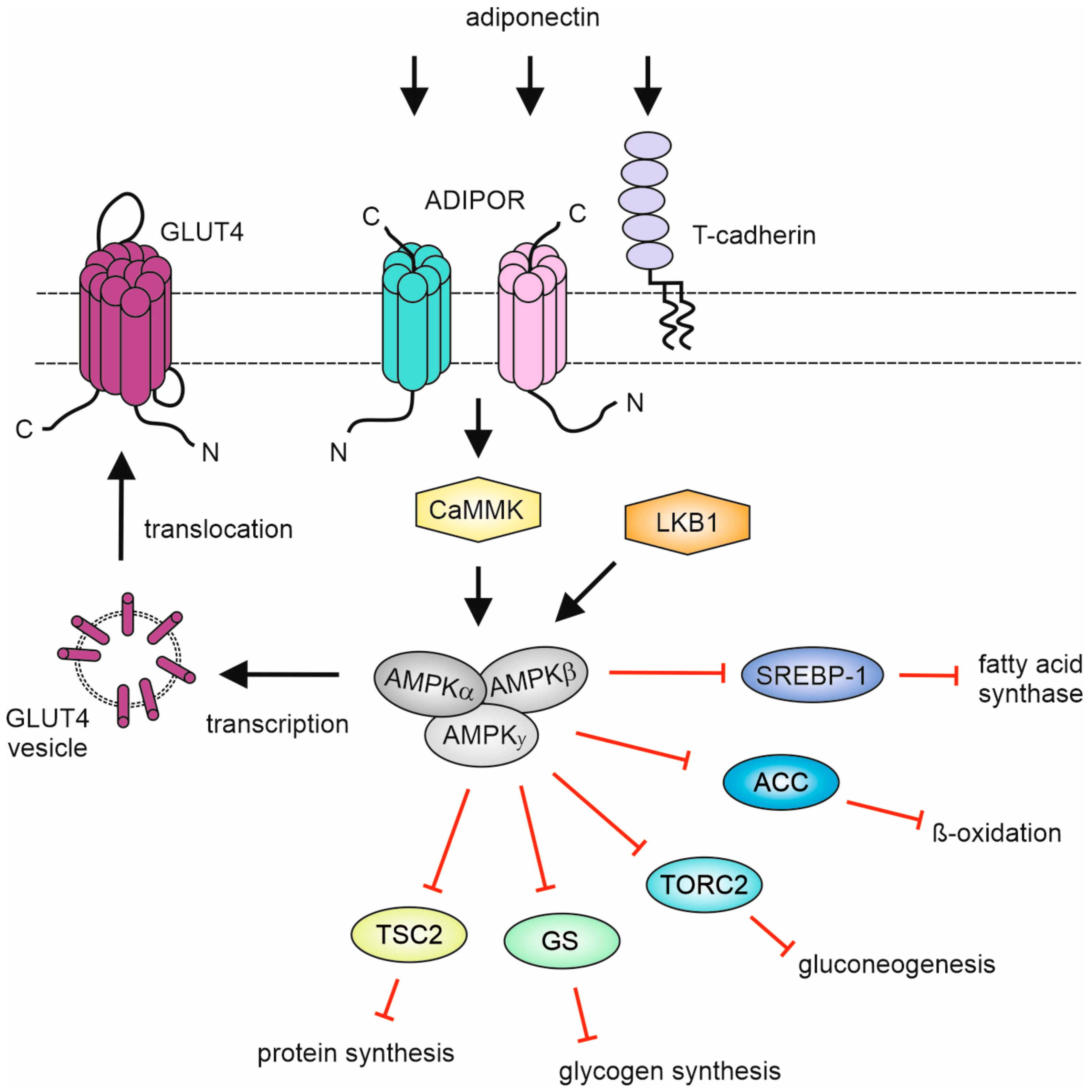 Biomedicines 11 00559 g003 Biomedicines 11 00559 g003