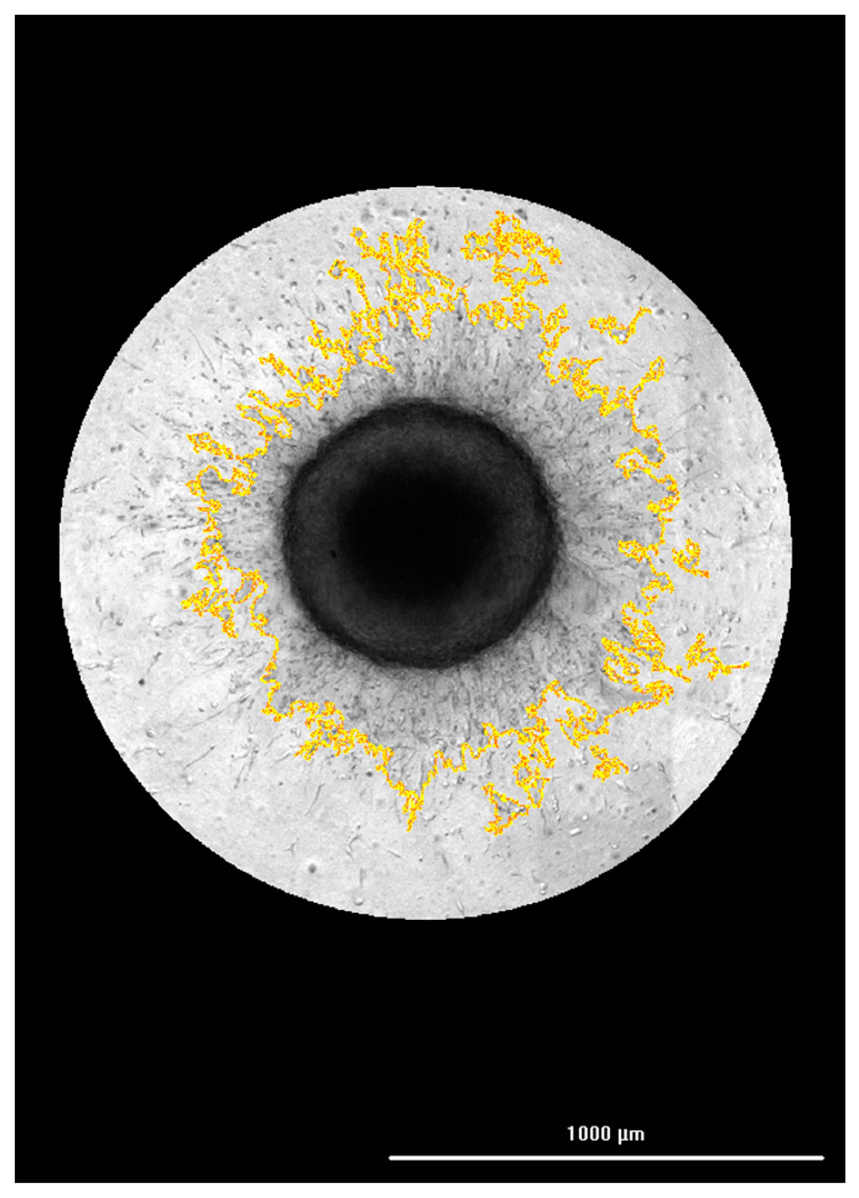 Biomedicines 11 00562 g002 Biomedicines 11 00562 g002