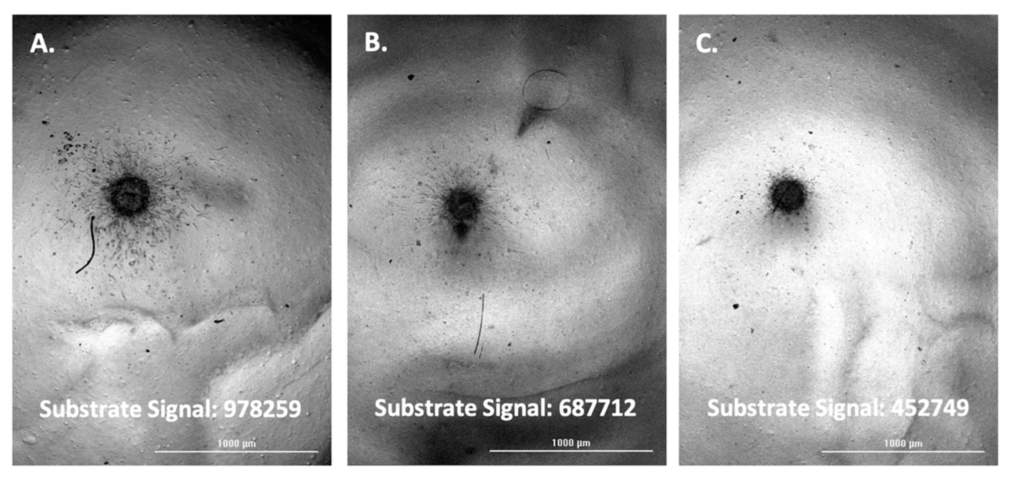 Biomedicines 11 00562 g005 Biomedicines 11 00562 g005