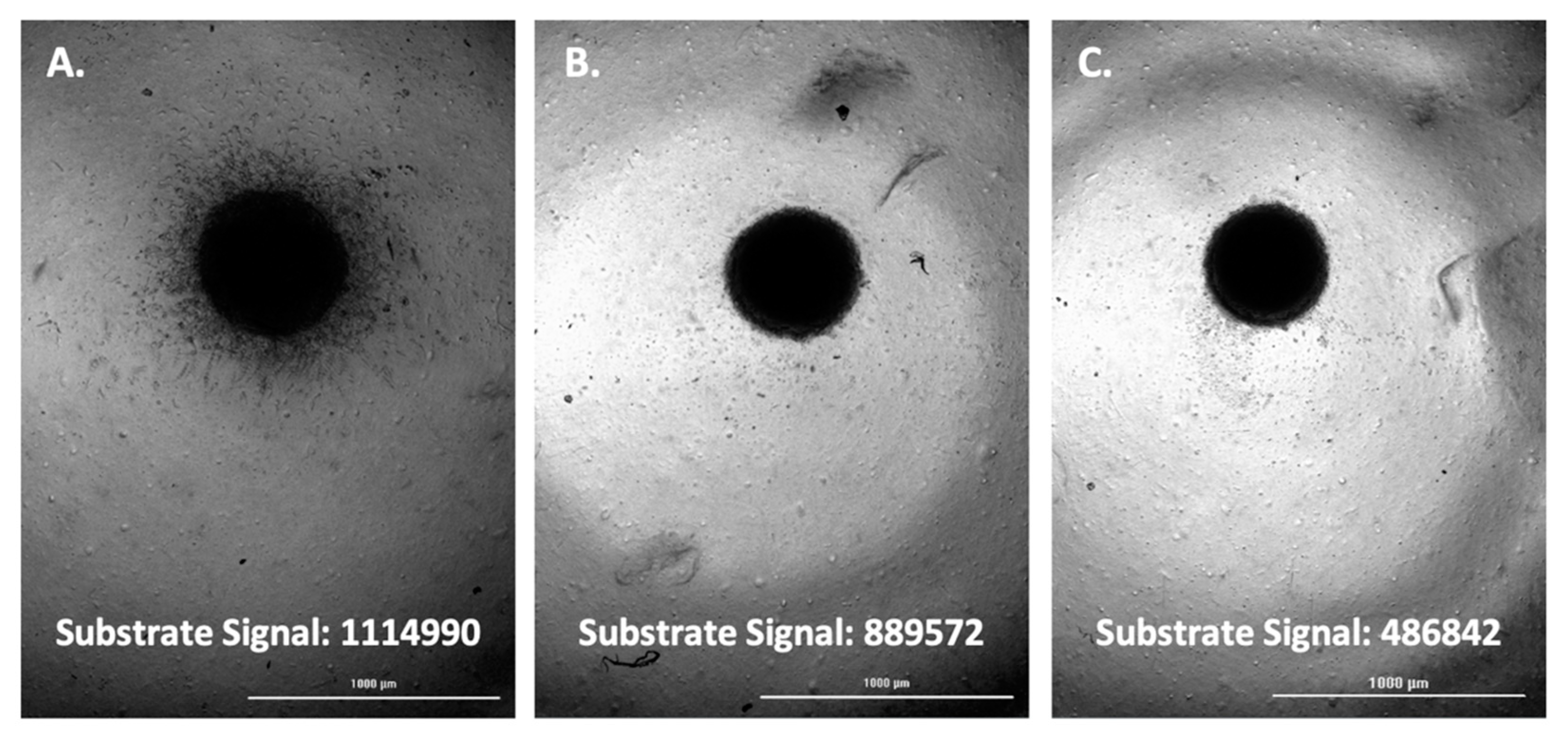 Biomedicines 11 00562 g006 Biomedicines 11 00562 g006
