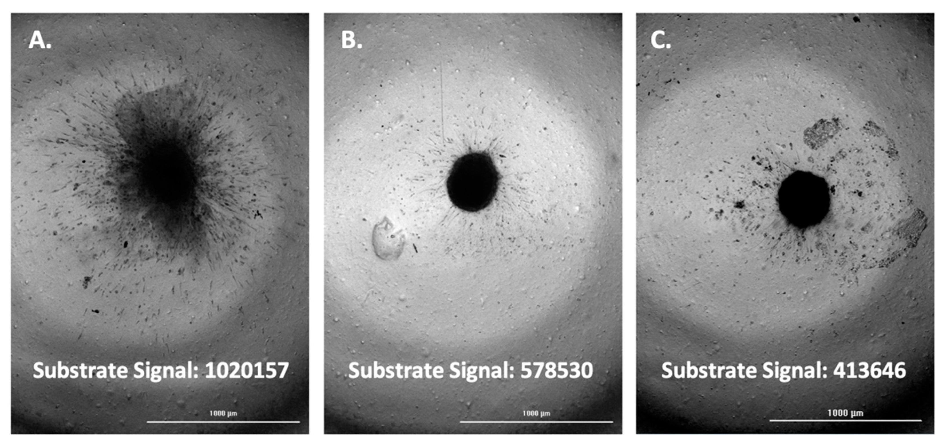 Biomedicines 11 00562 g007 Biomedicines 11 00562 g007