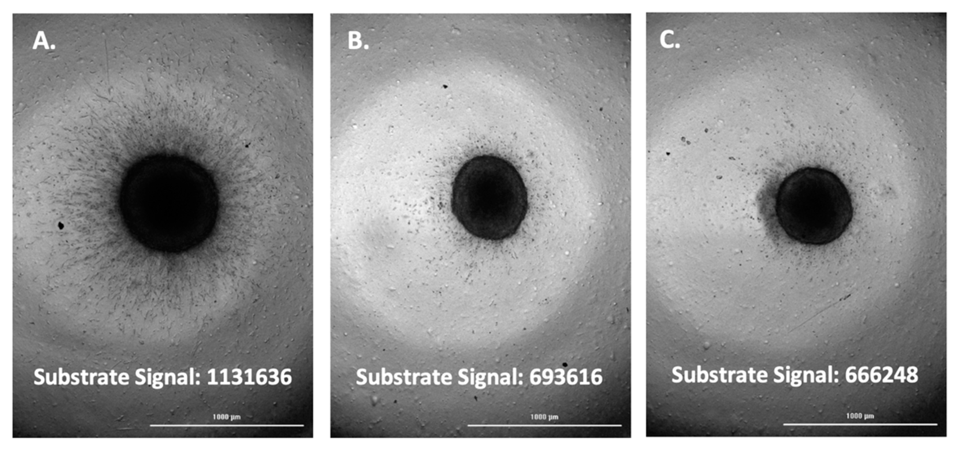 Biomedicines 11 00562 g008 Biomedicines 11 00562 g008