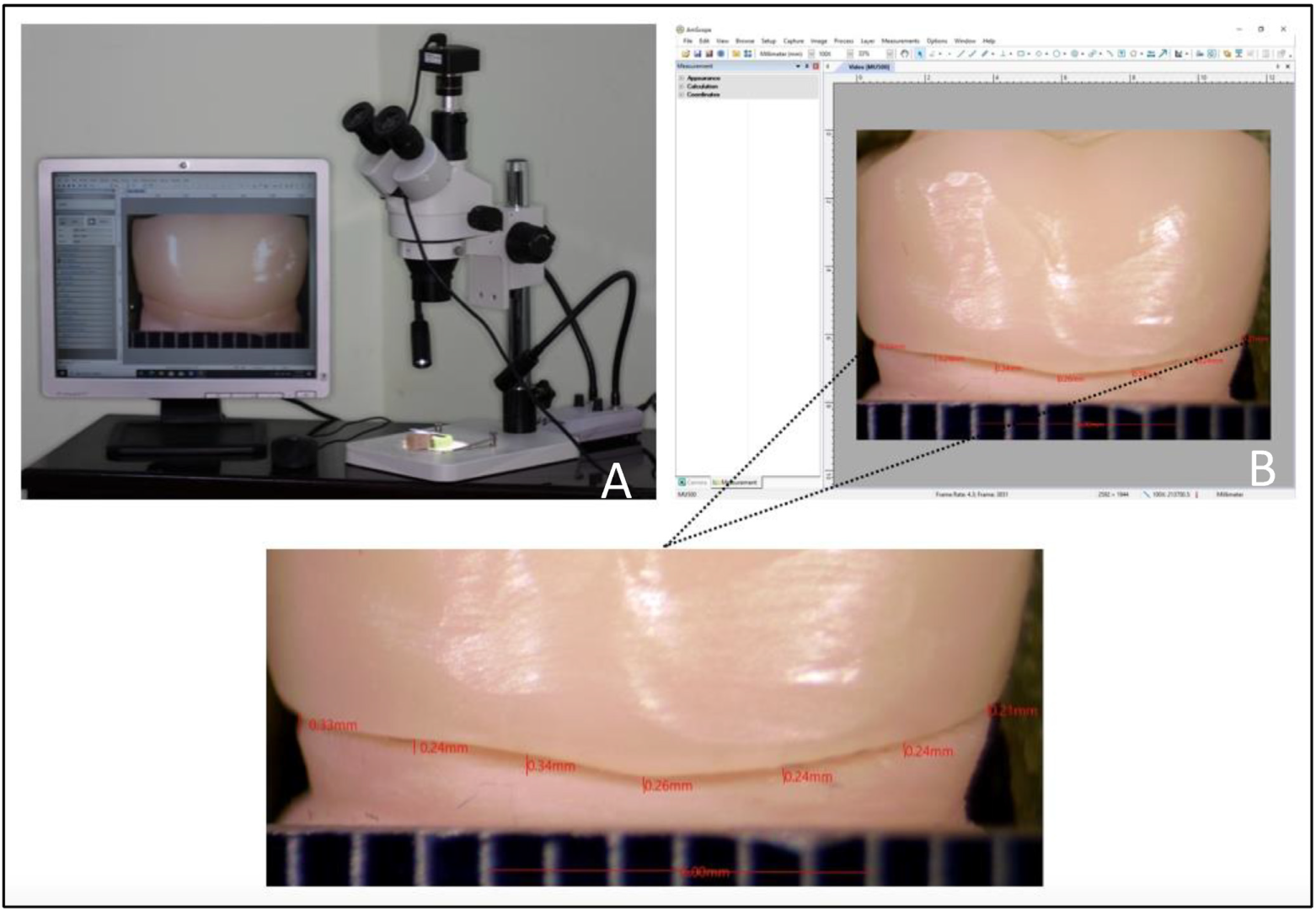 Biomedicines 11 00570 g004