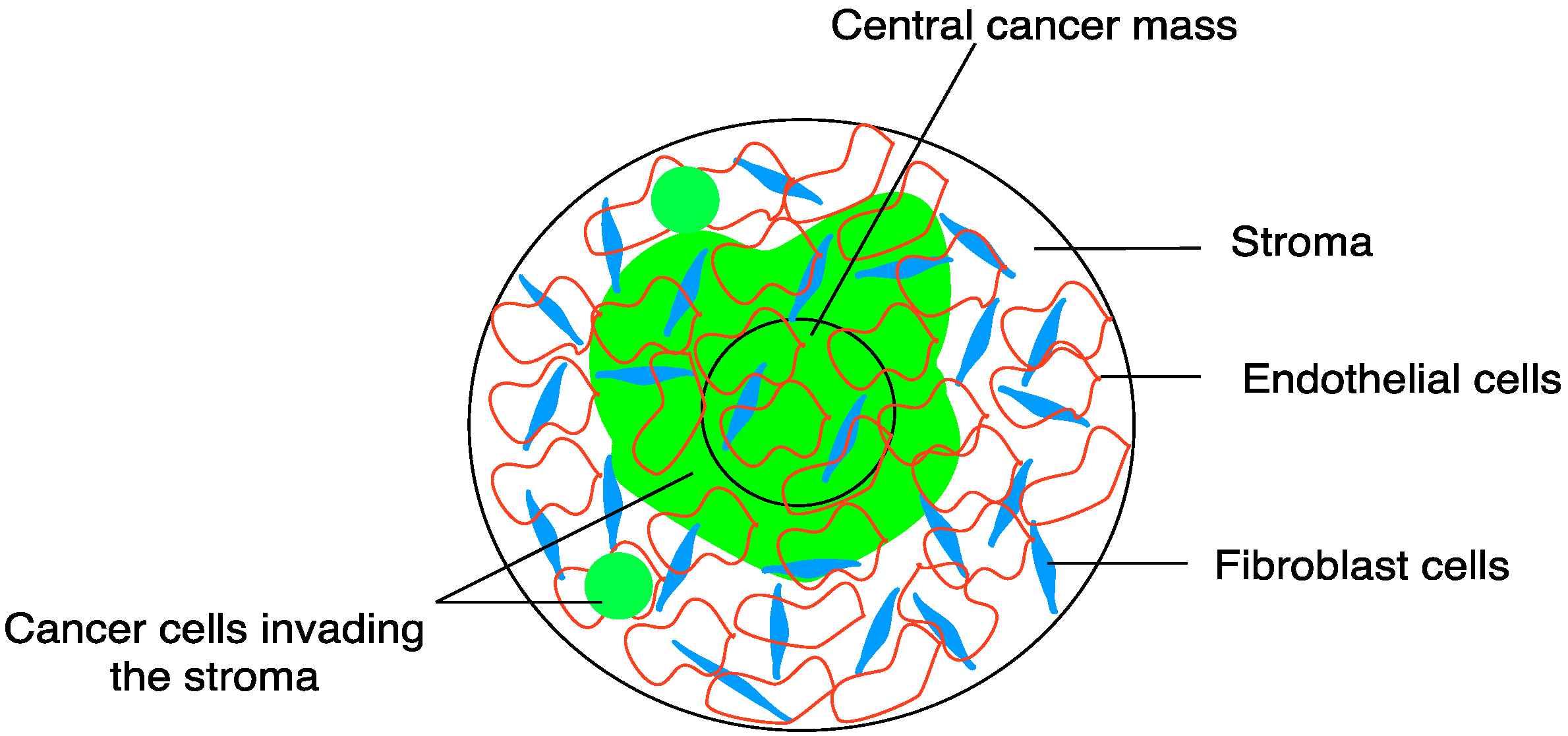 Biomedicines 11 00572 g001