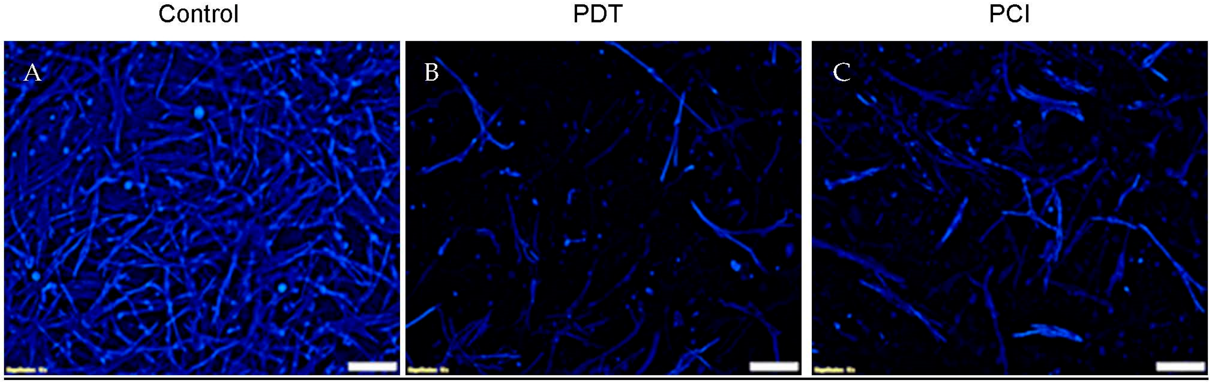 Biomedicines 11 00572 g006