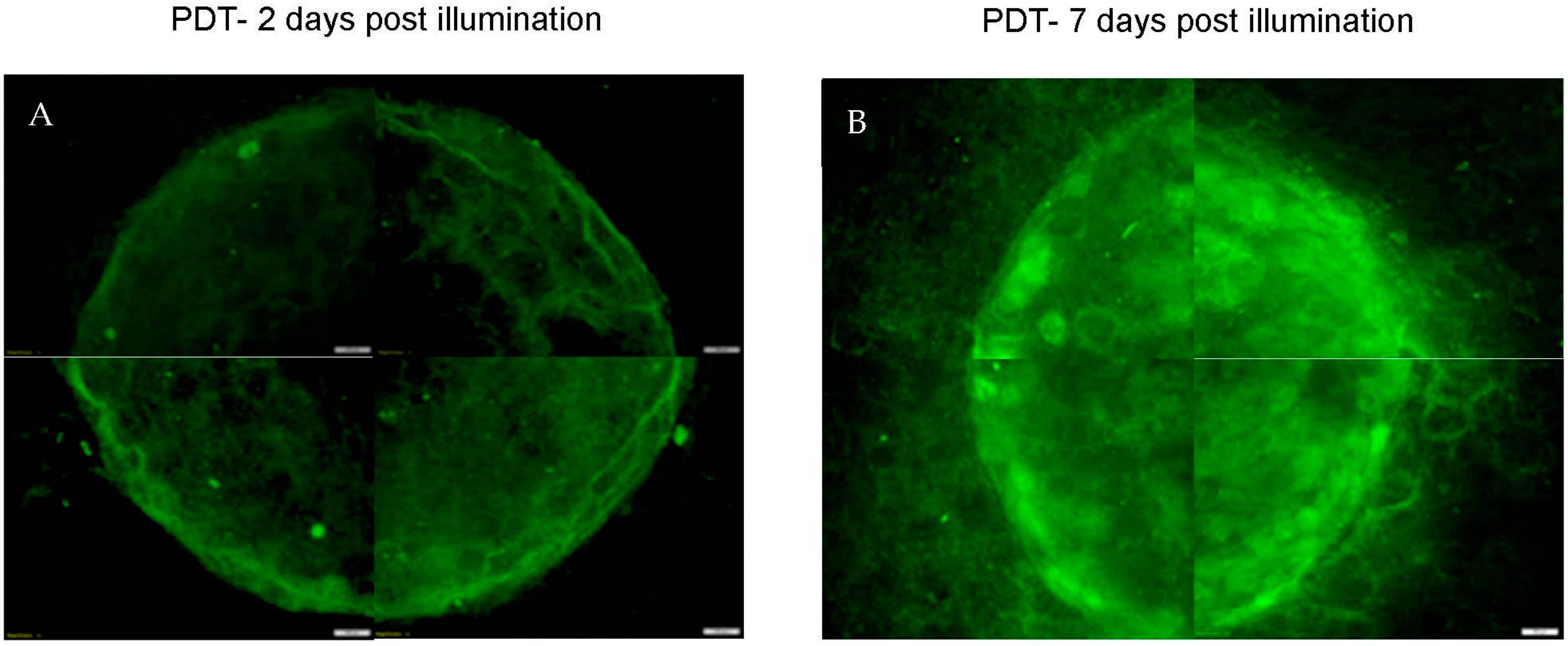 Biomedicines 11 00572 g008